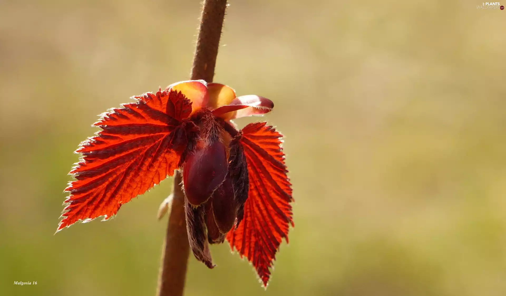 young, leaves, twig, Red