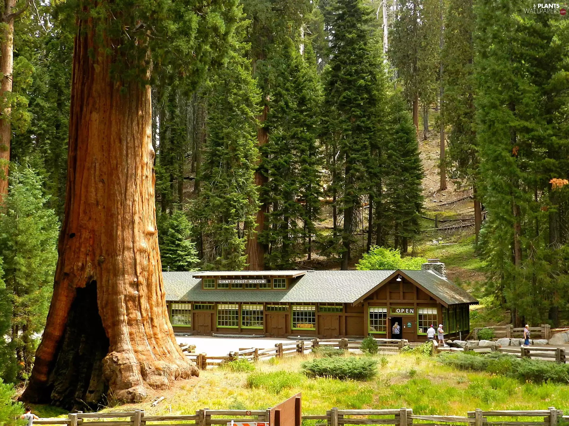 redwood, The United States, viewes, forest, trees, State of California