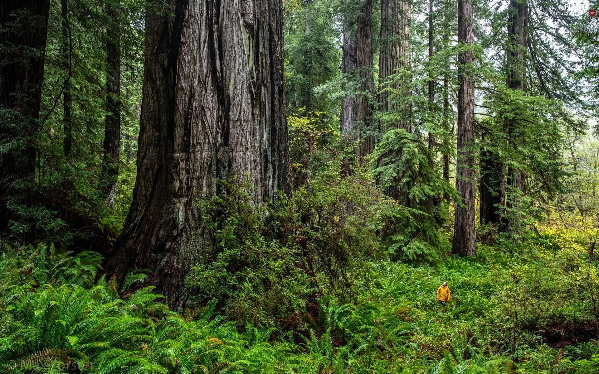 Redwood National Park, The United States, fern, Human, redwoods, California