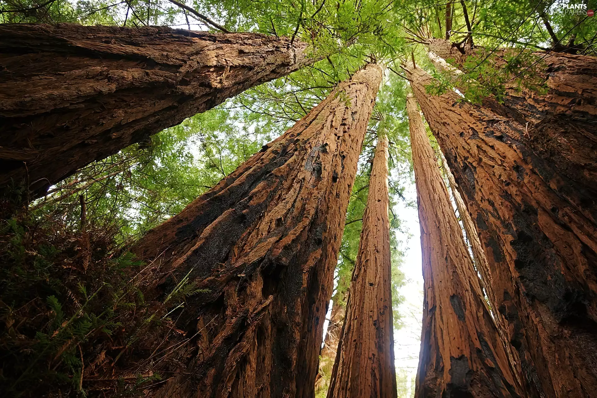 redwood, cork, Stems