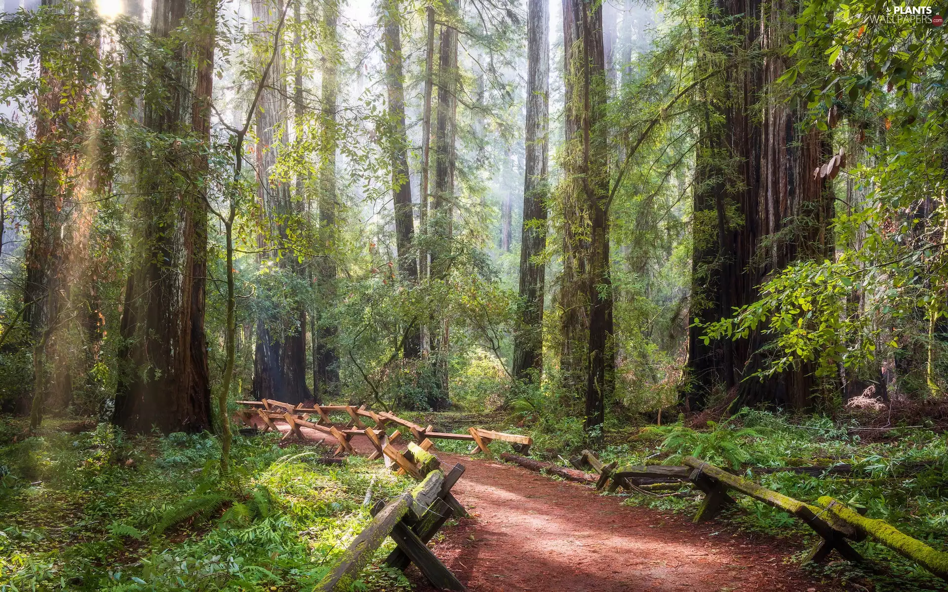viewes, redwoods, The United States, Path, California, trees, forest, Redwood National Park