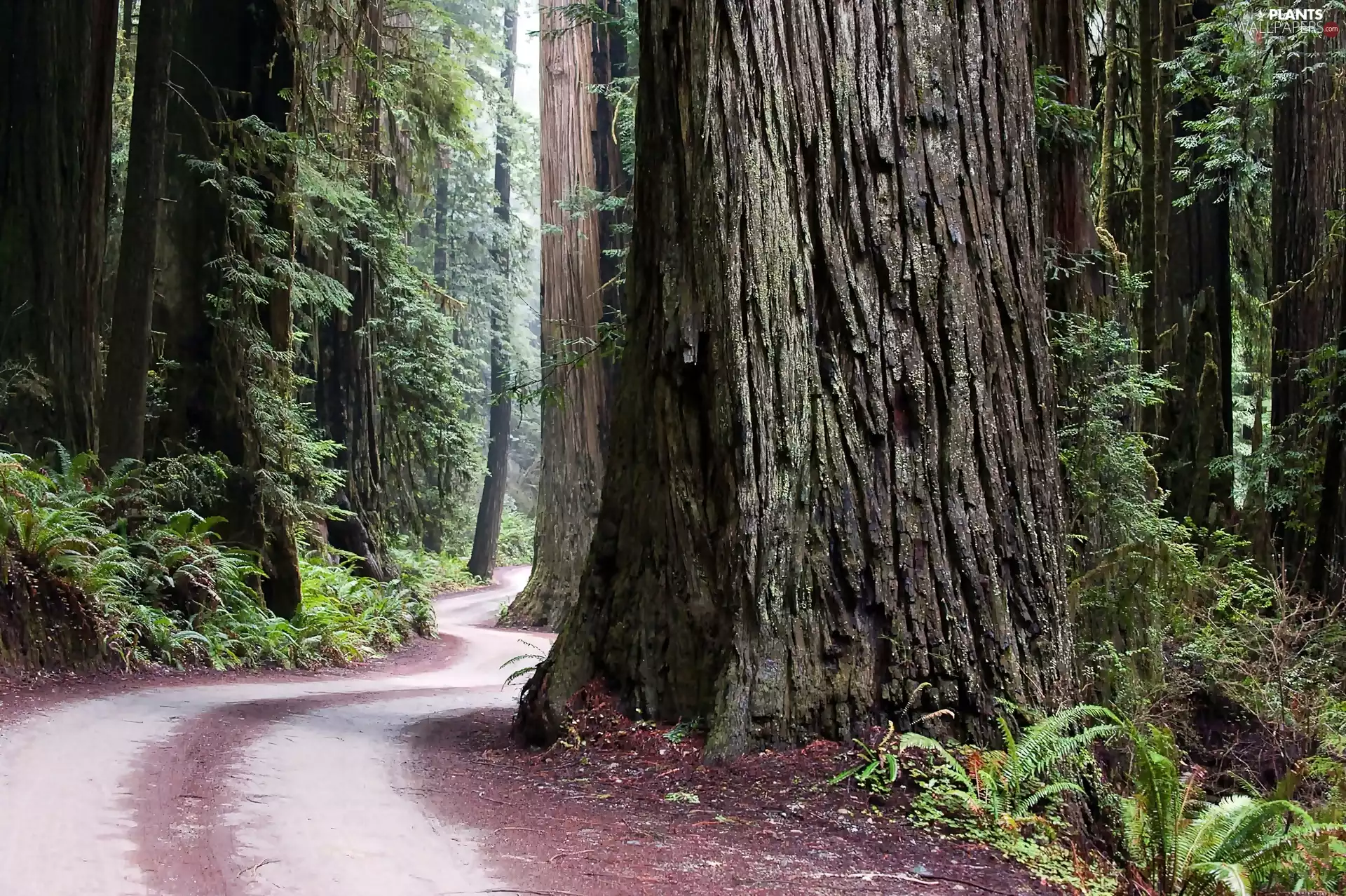 Way, redwoods, fern, by Forest