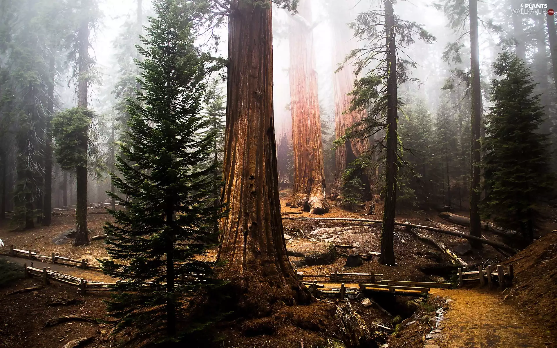 forest, morning, Fog, redwoods