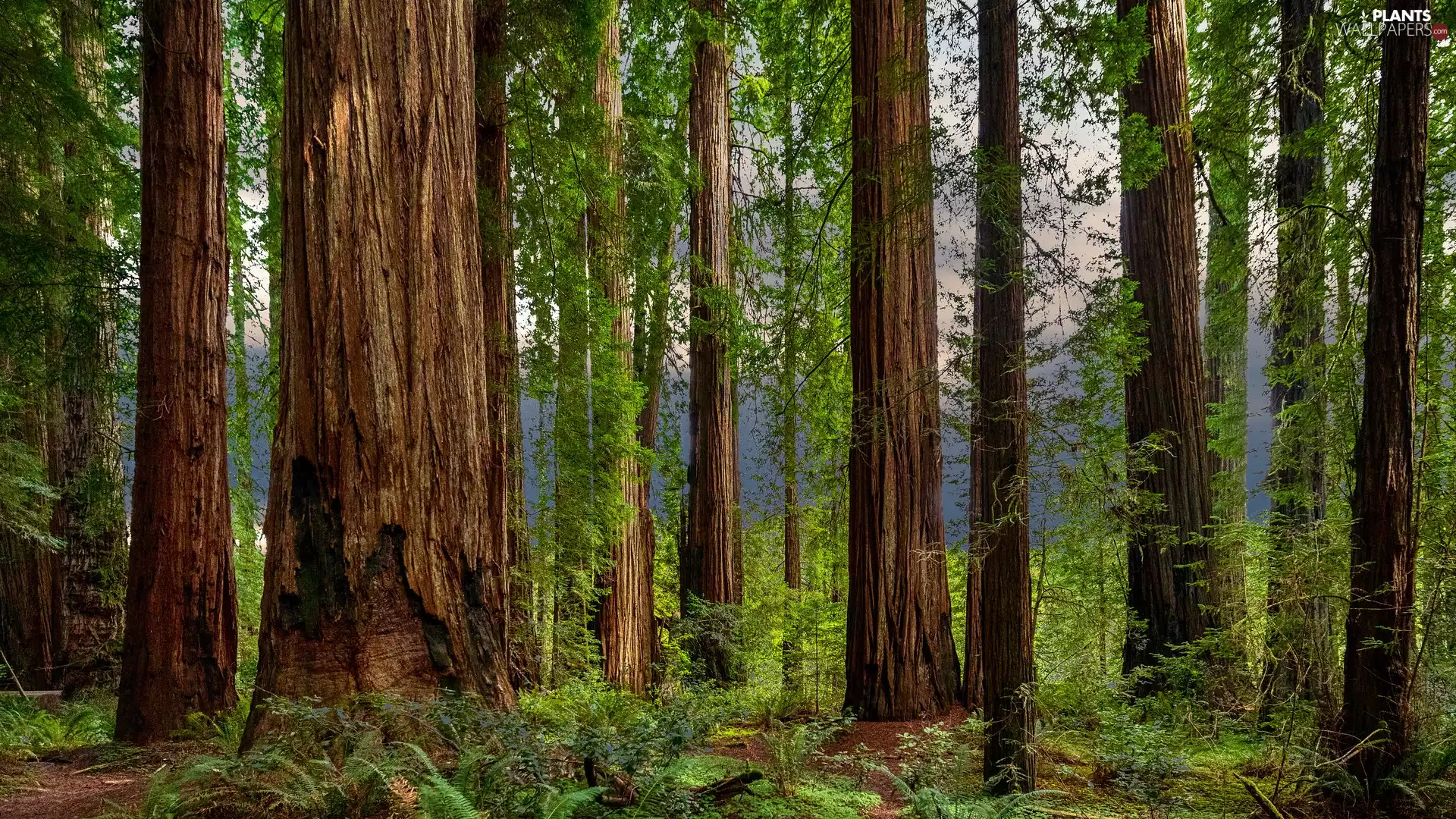 trees, forest, viewes, redwoods, California, The United States, fern, Redwood National Park, Stems