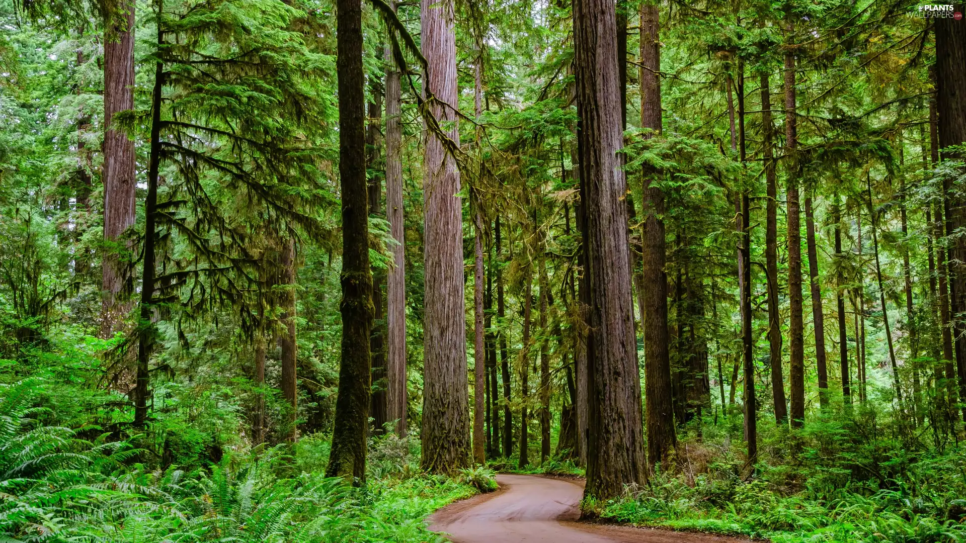 Crescent City, Jedediah Smith Redwoods State Park, redwoods, Way, viewes, California, The United States, trees