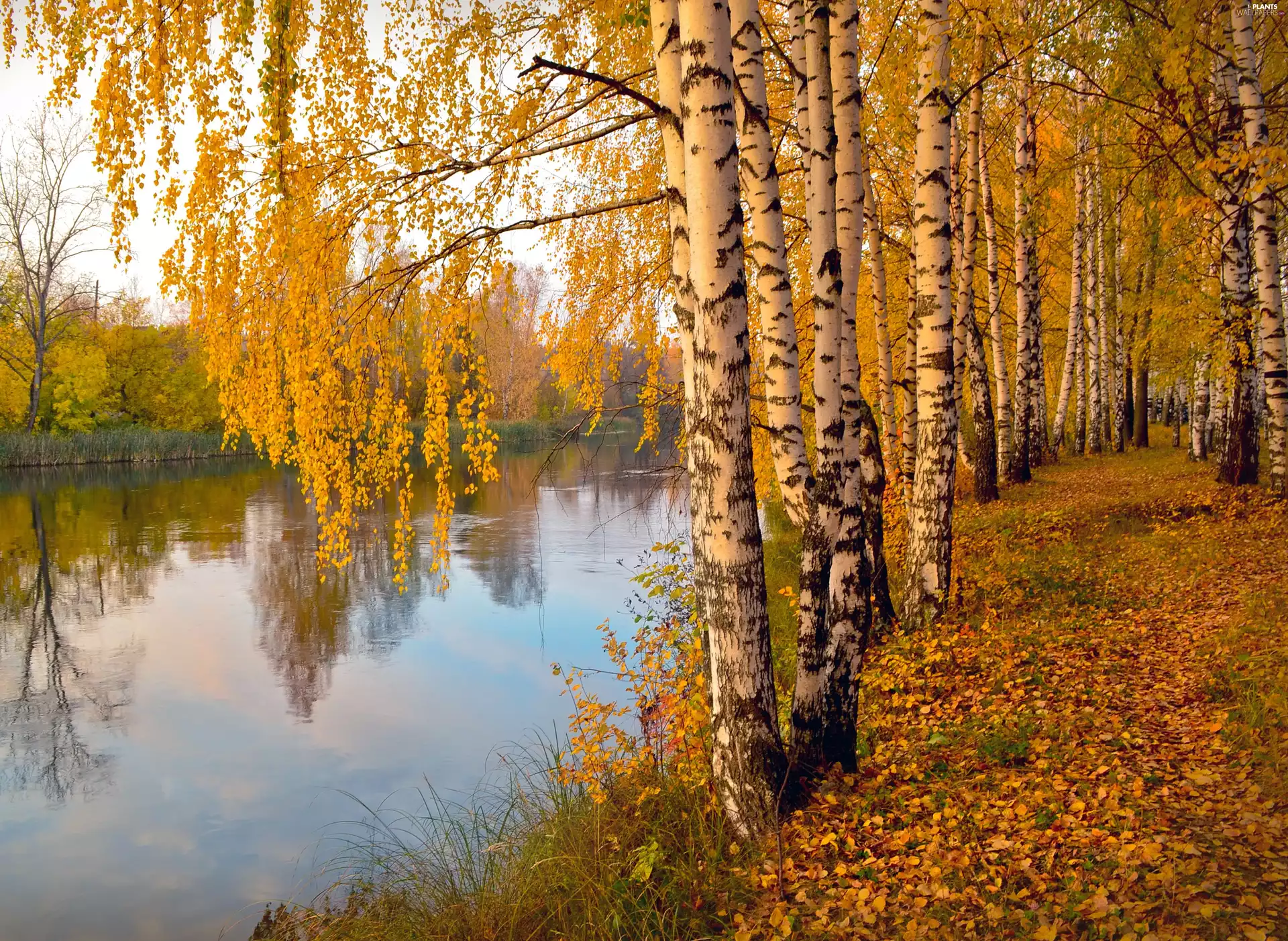 birch, autumn, lake, reflection, Leaf, alley