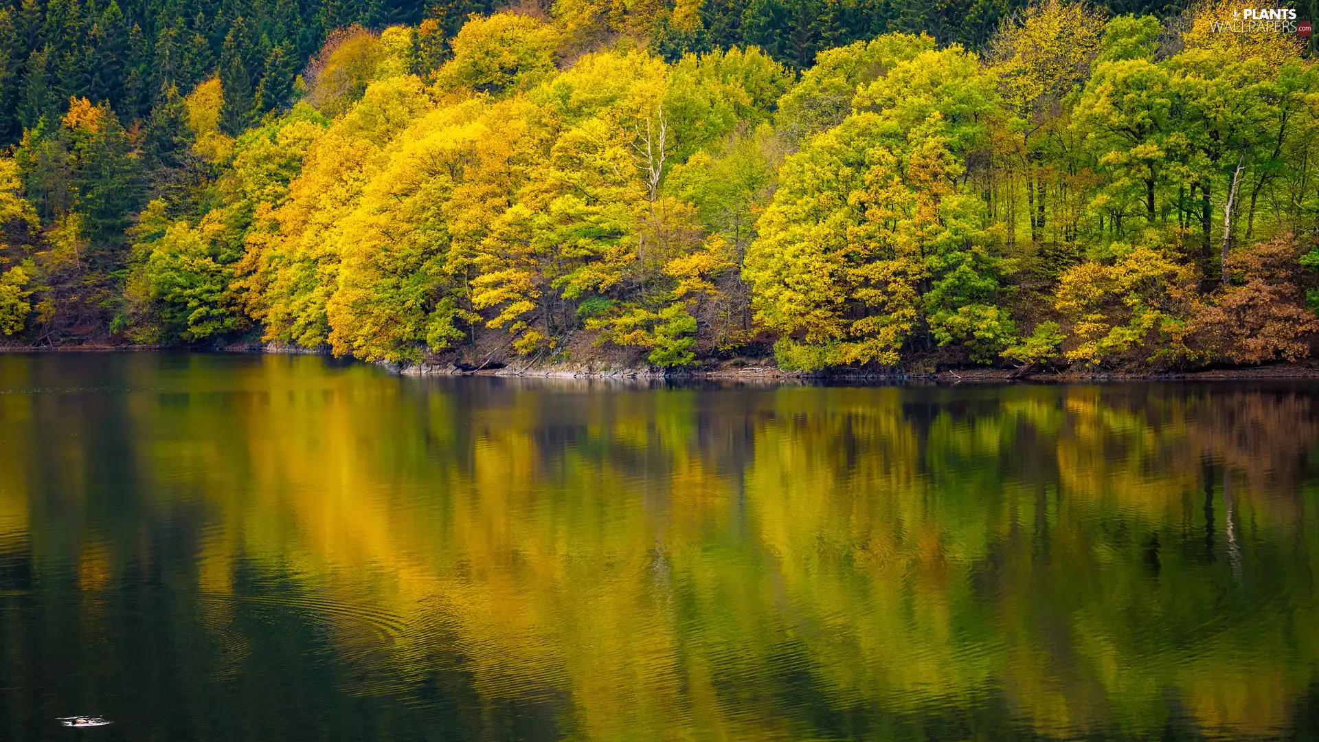 viewes, reflection, autumn, trees, lake