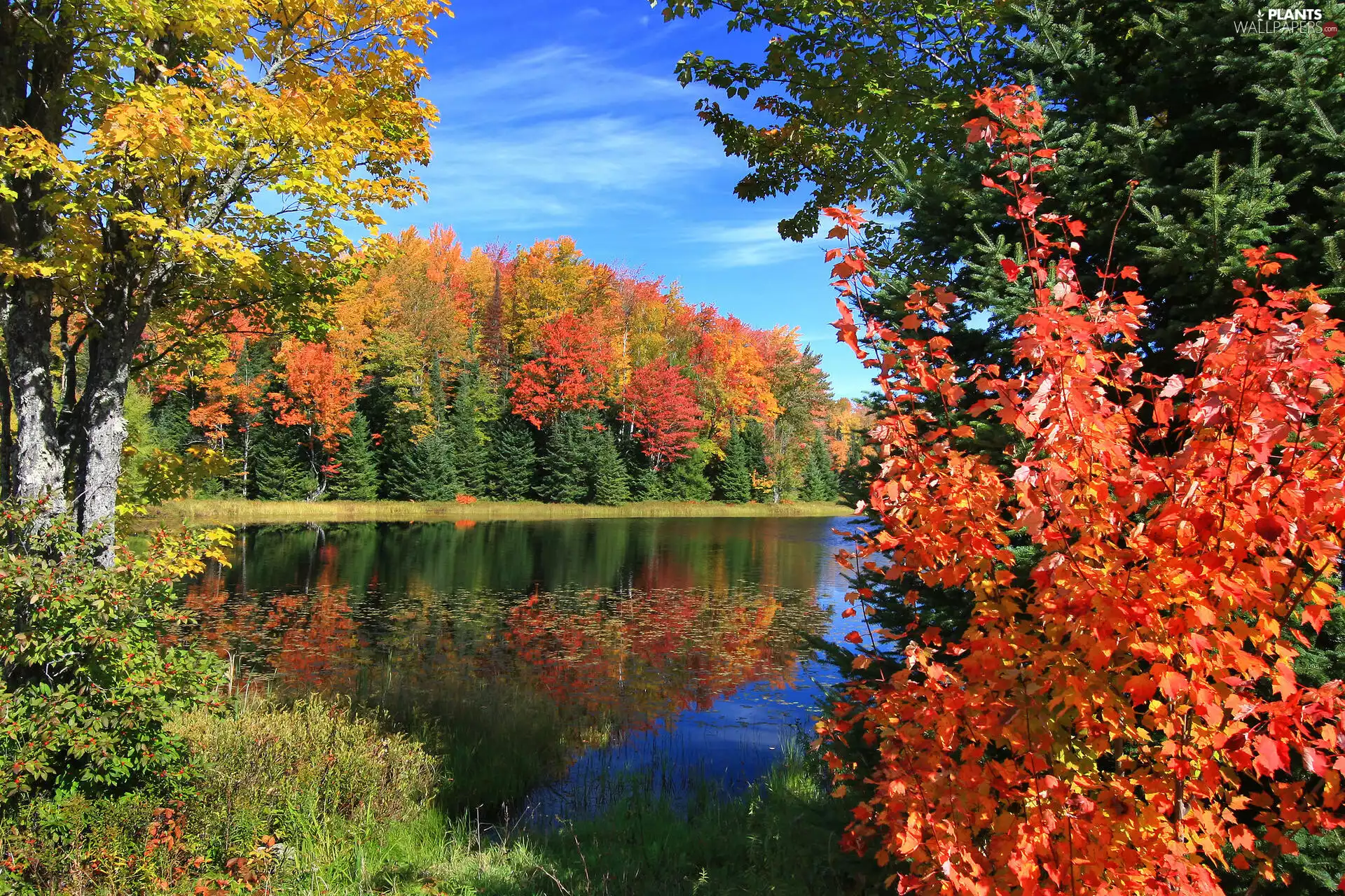 viewes, Leaf, autumn, grass, Sky, trees, lake, reflection