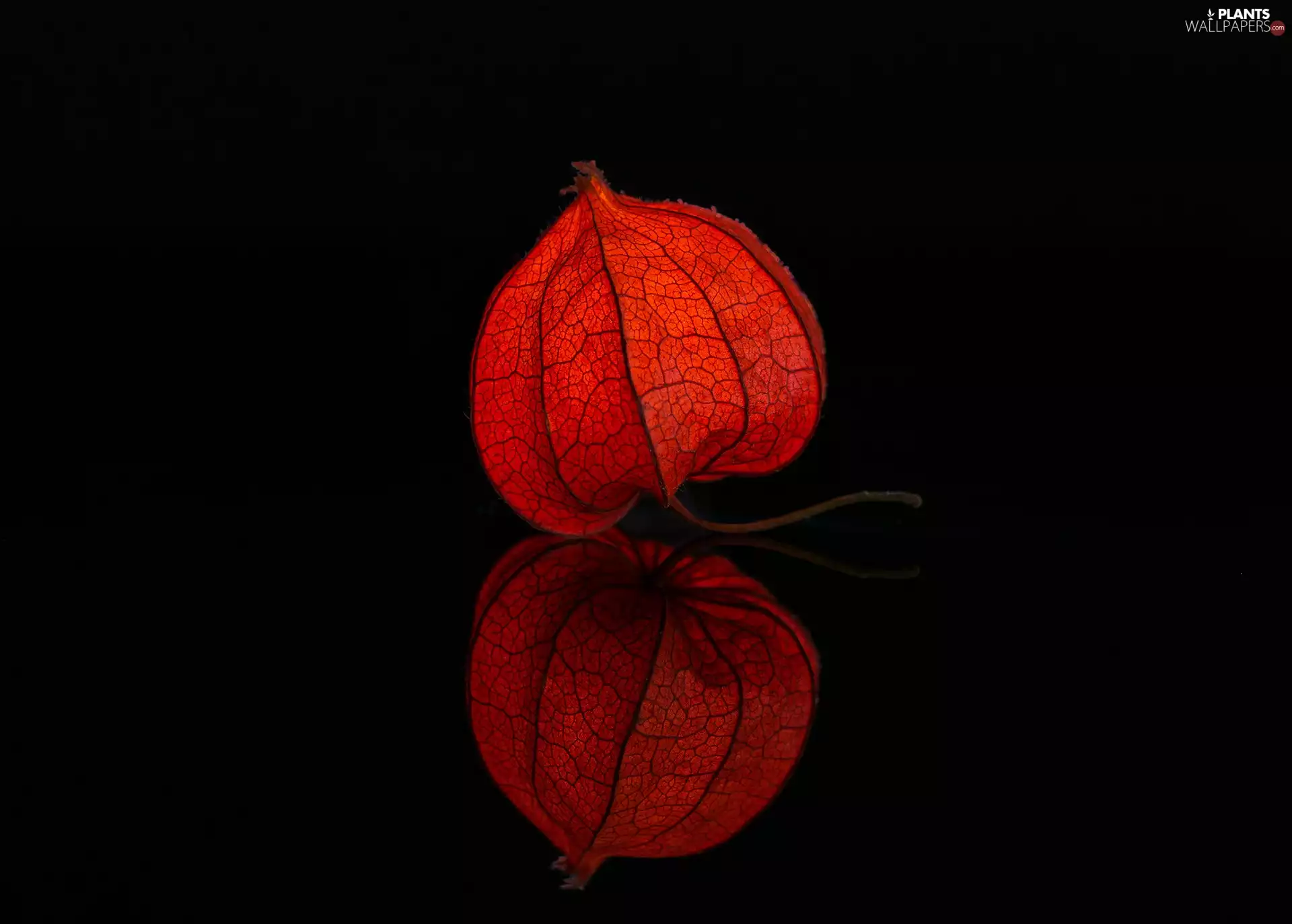 black background, physalis, reflection