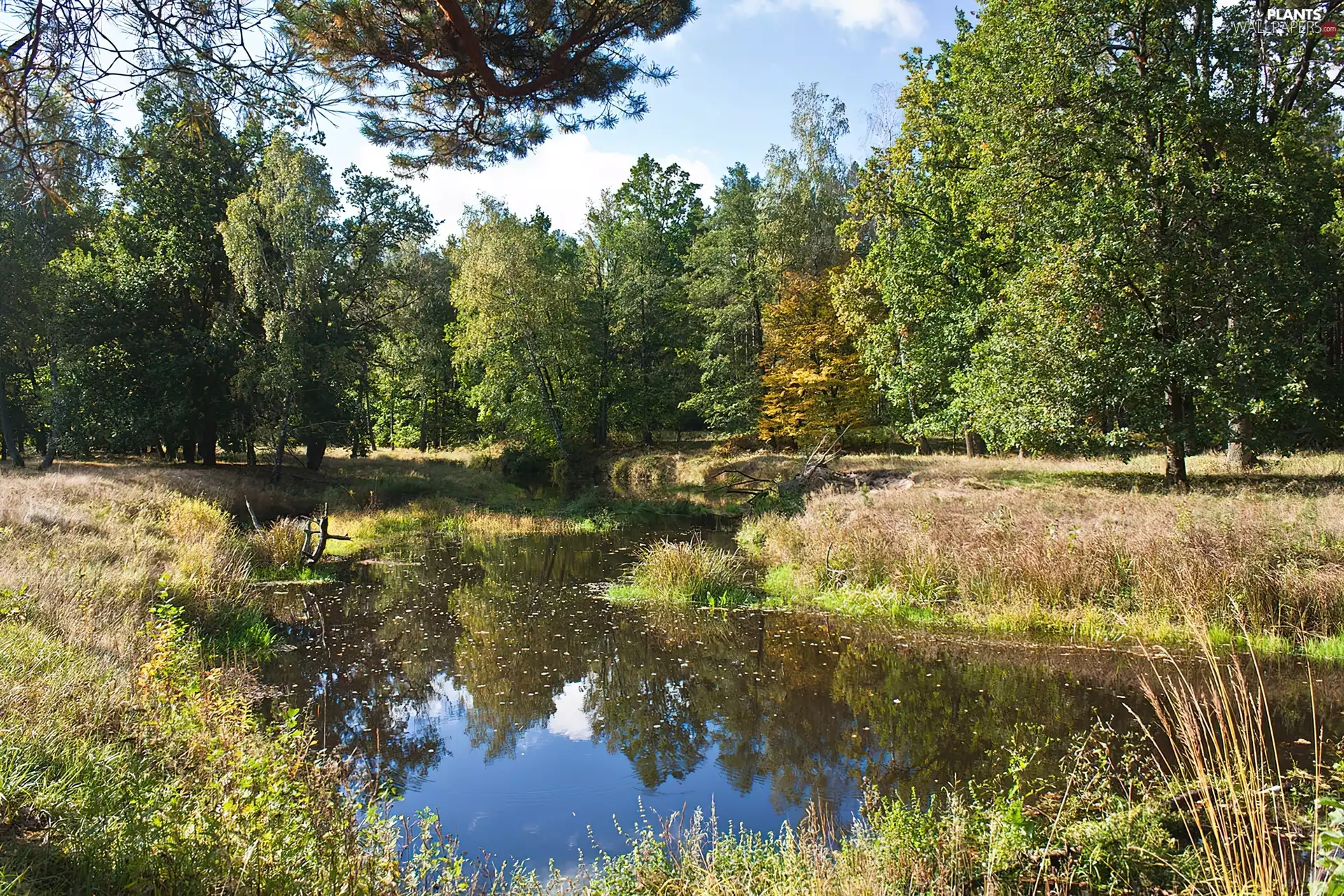 trees, autumn, Plants, reflection, viewes, brook