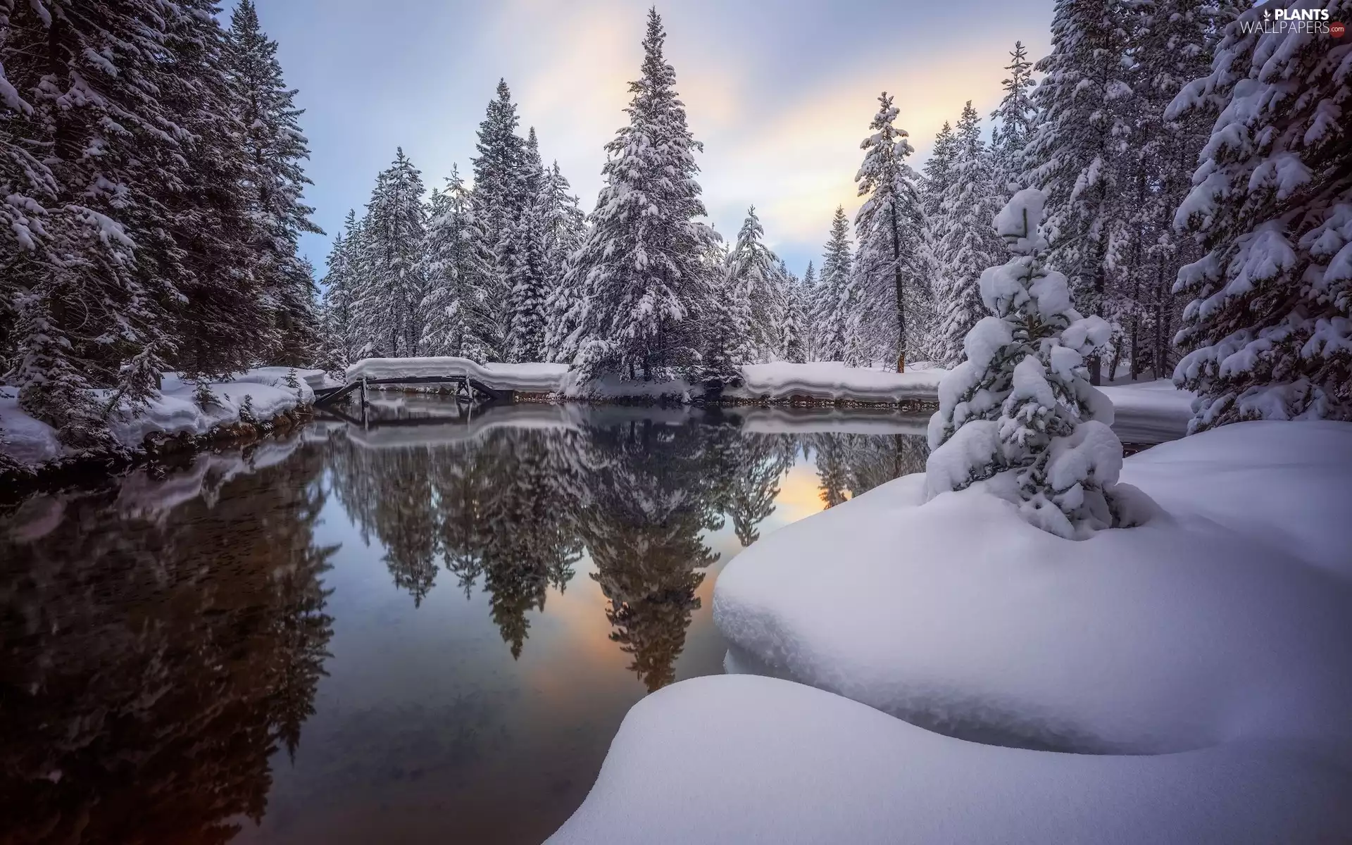 trees, Pond - car, forest, Snowy, winter, viewes, reflection