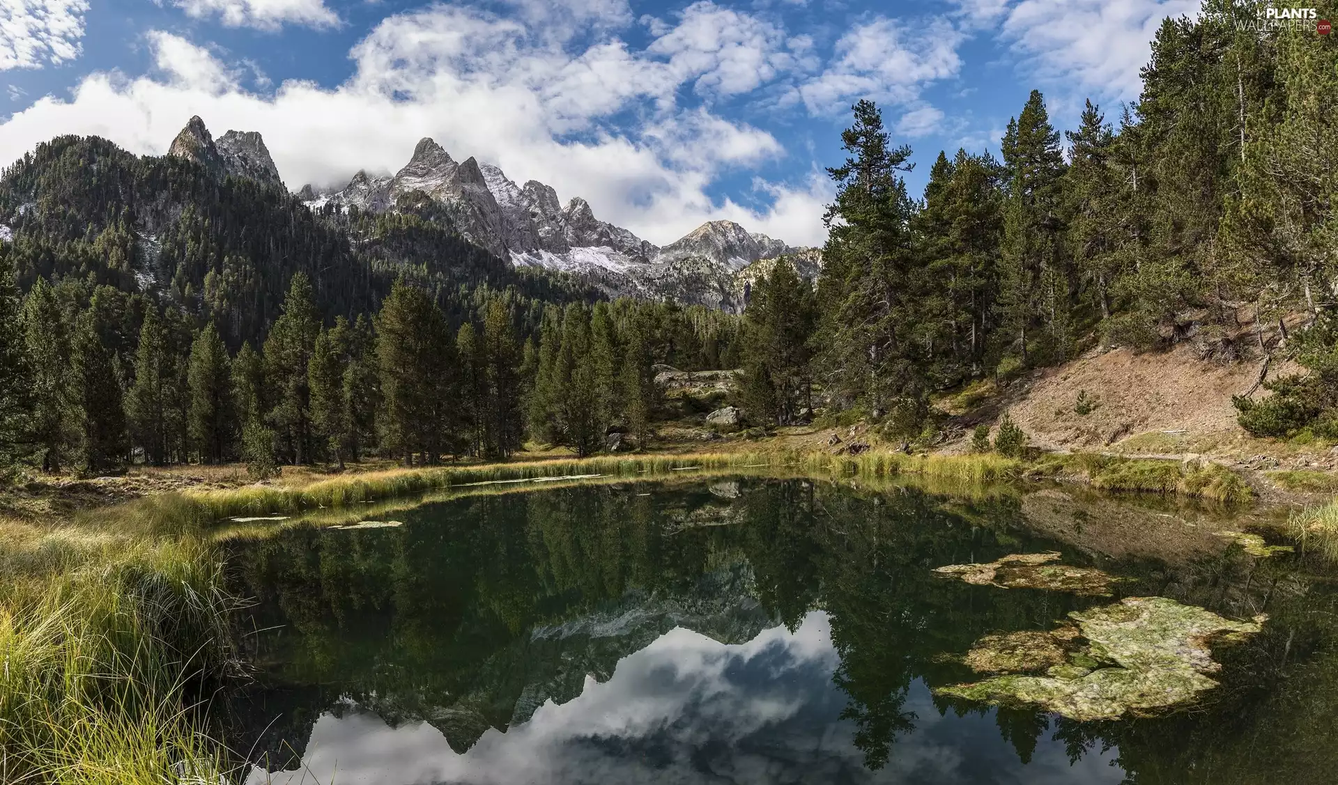 viewes, Pond - car, grass, trees, Mountains, Spruces, reflection