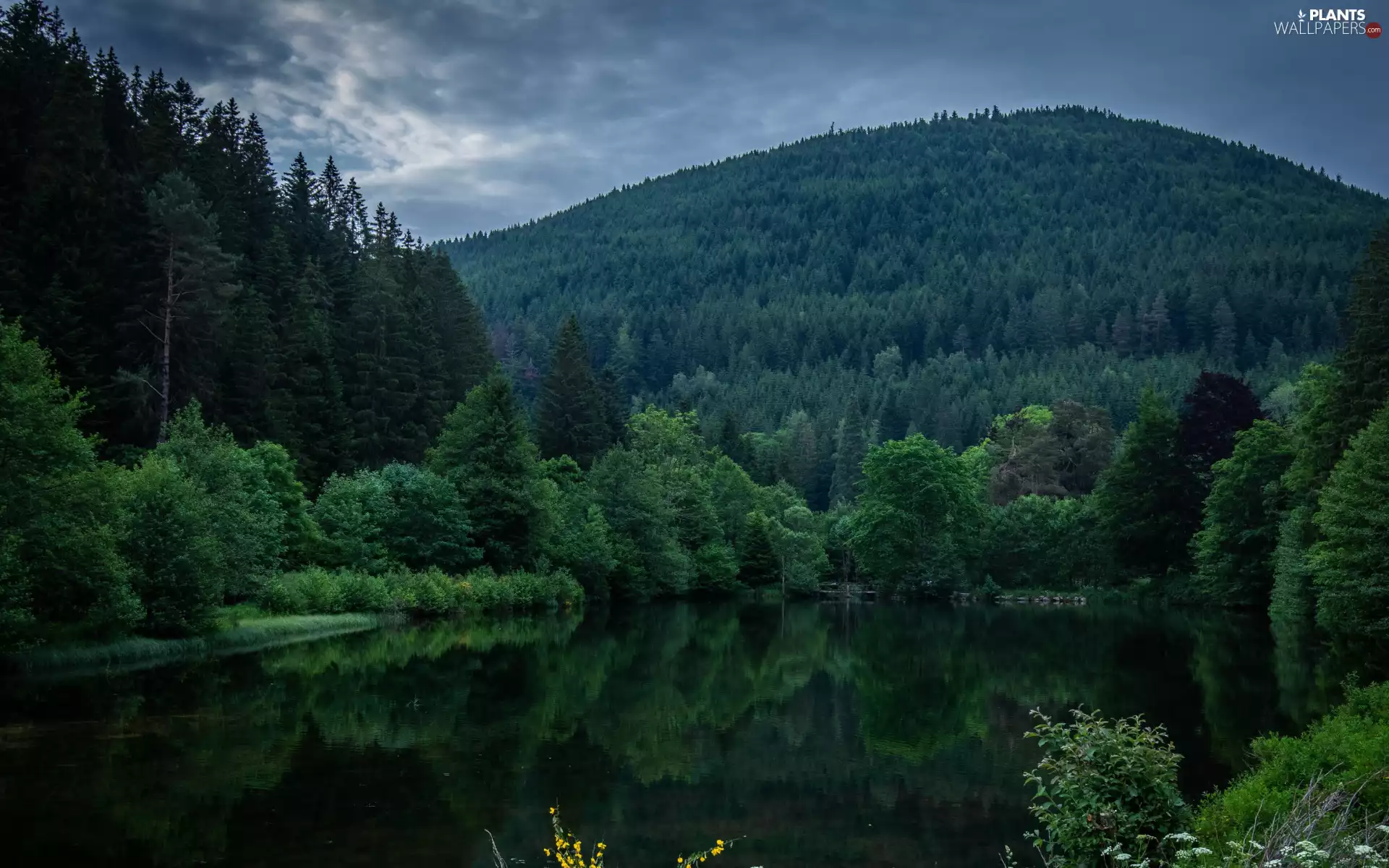 woods, trees, clouds, viewes, Bush, Mountains, lake, reflection