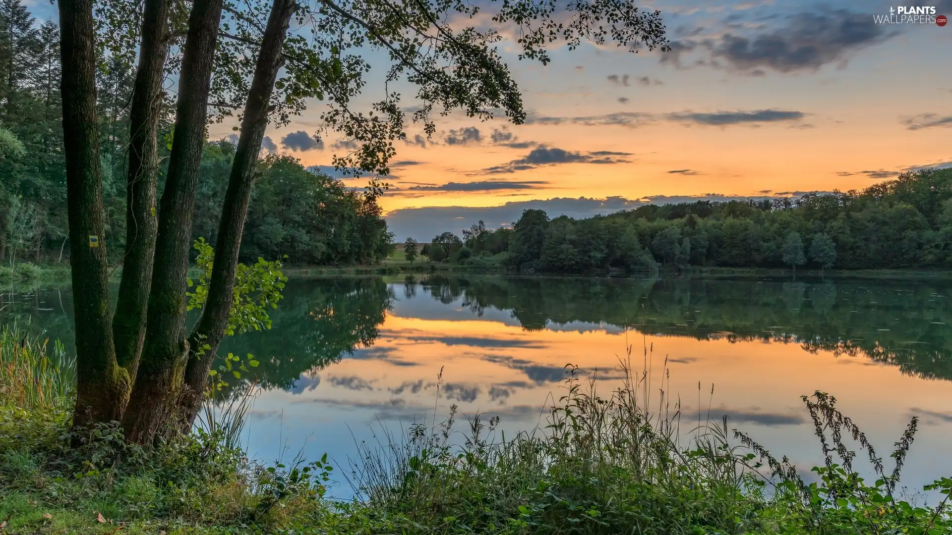 grass, trees, clouds, viewes, lake, Great Sunsets, reflection