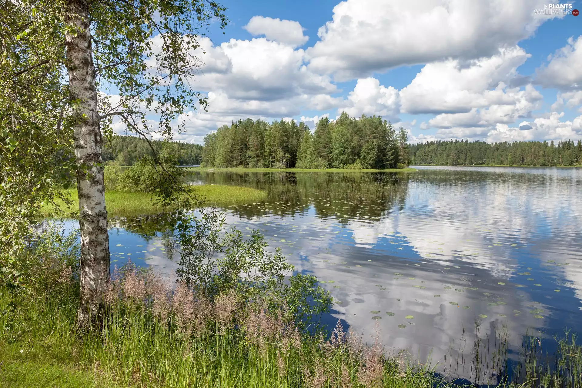 forest, trees, clouds, viewes, lake, birch-tree, reflection
