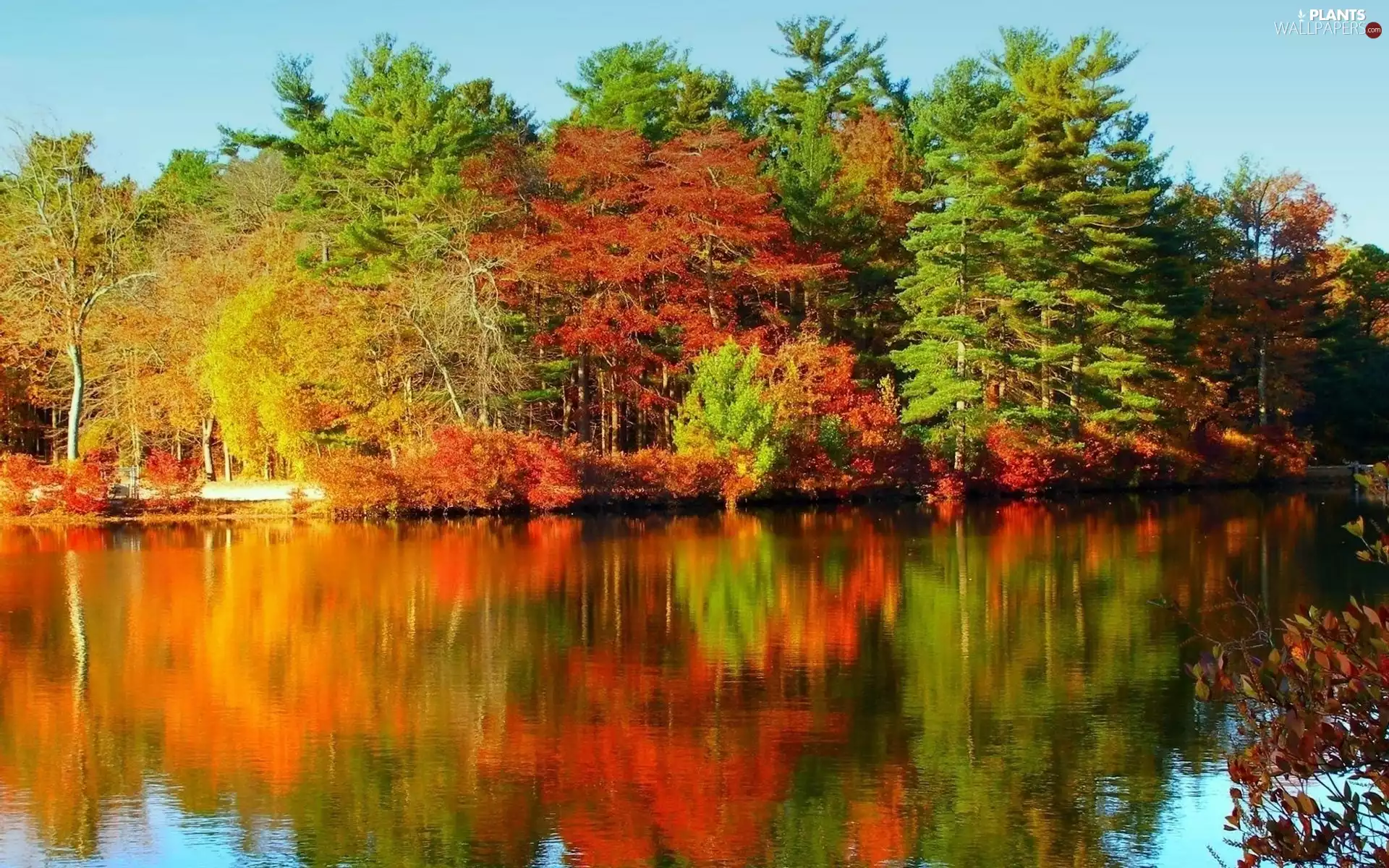 trees, lake, Mirror, reflection, viewes, color