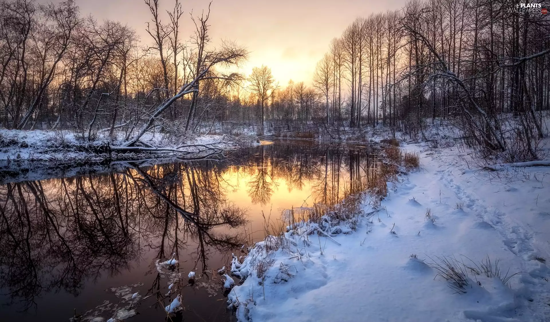 winter, River, viewes, reflection, trees, dawn