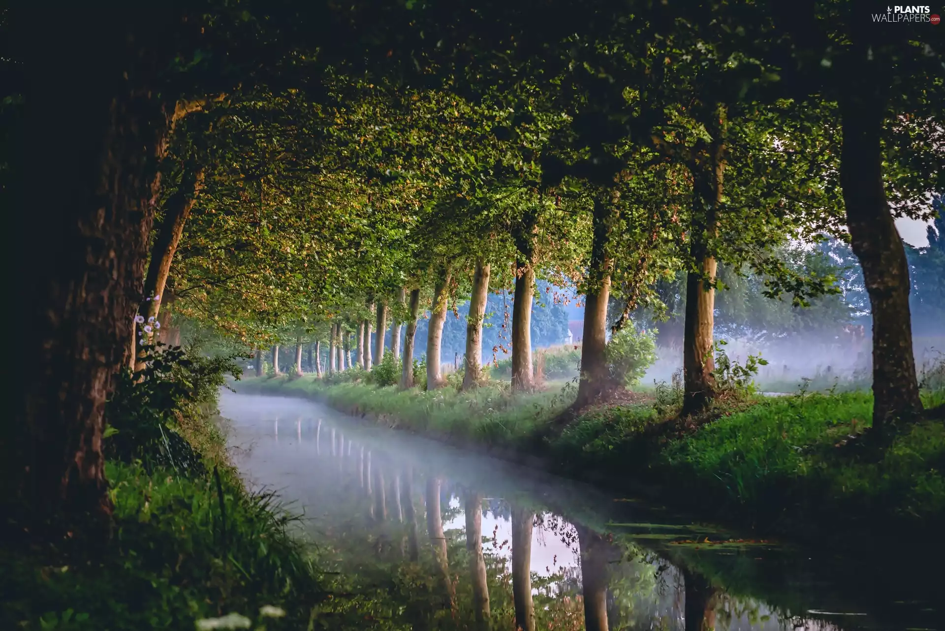 viewes, reflection, Fog, trees, River
