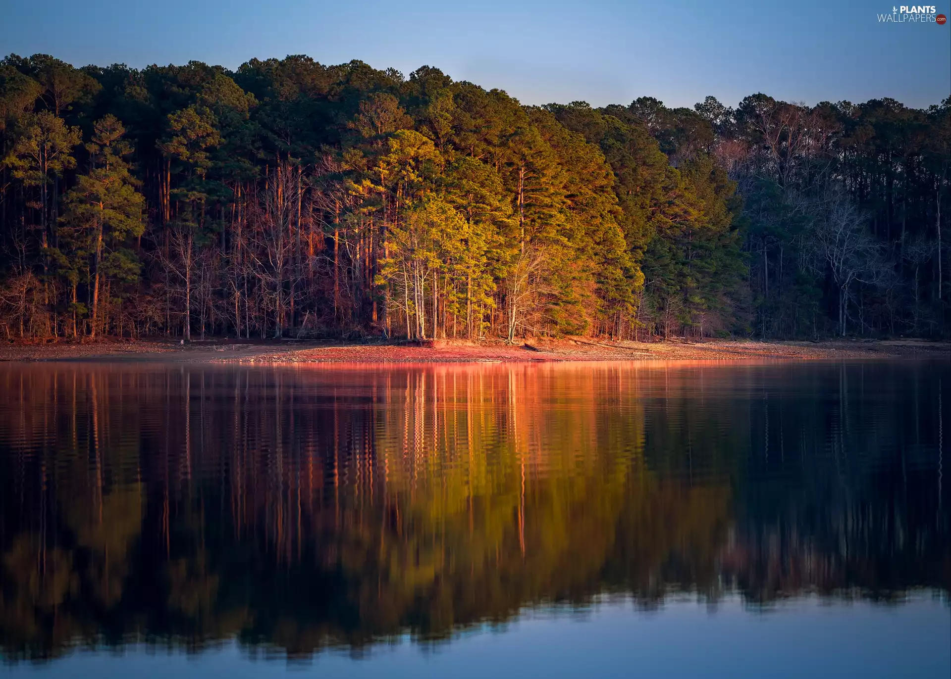 trees, autumn, lake, reflection, viewes, forest