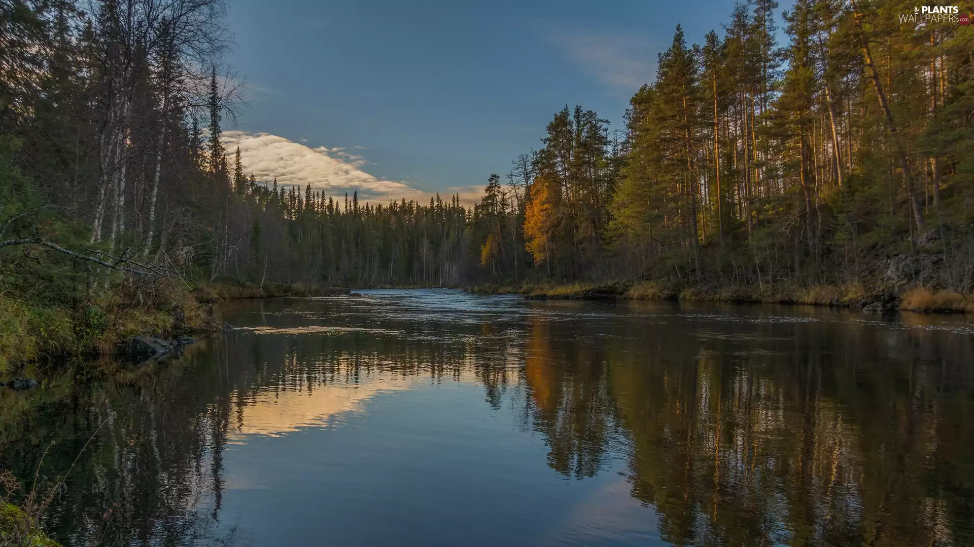 viewes, reflection, forest, trees, River
