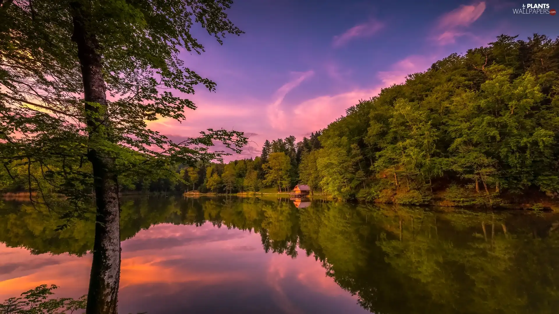 forest, trees, Great Sunsets, viewes, lake, Home, reflection