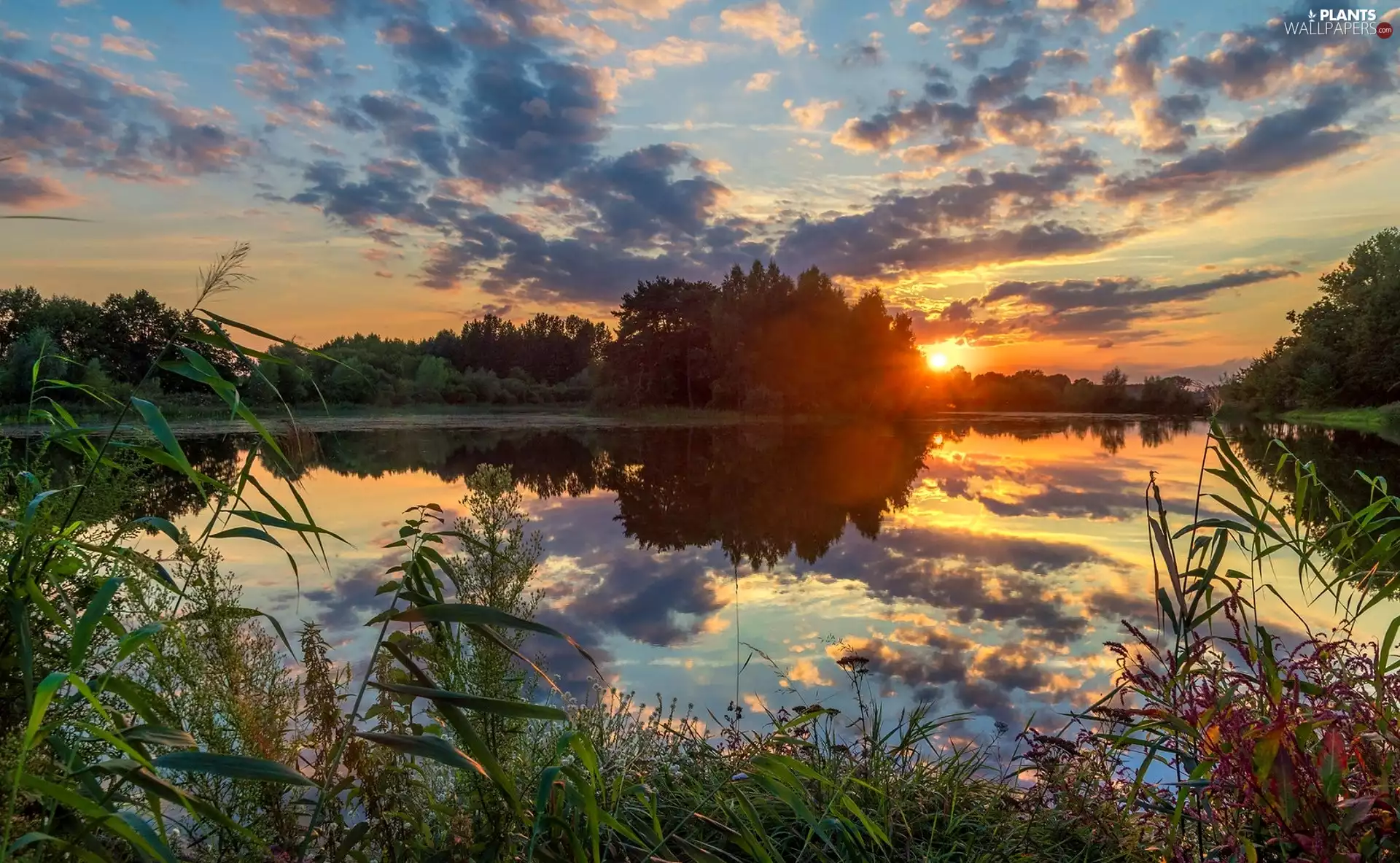 clouds, trees, Great Sunsets, viewes, lake, Plants, reflection