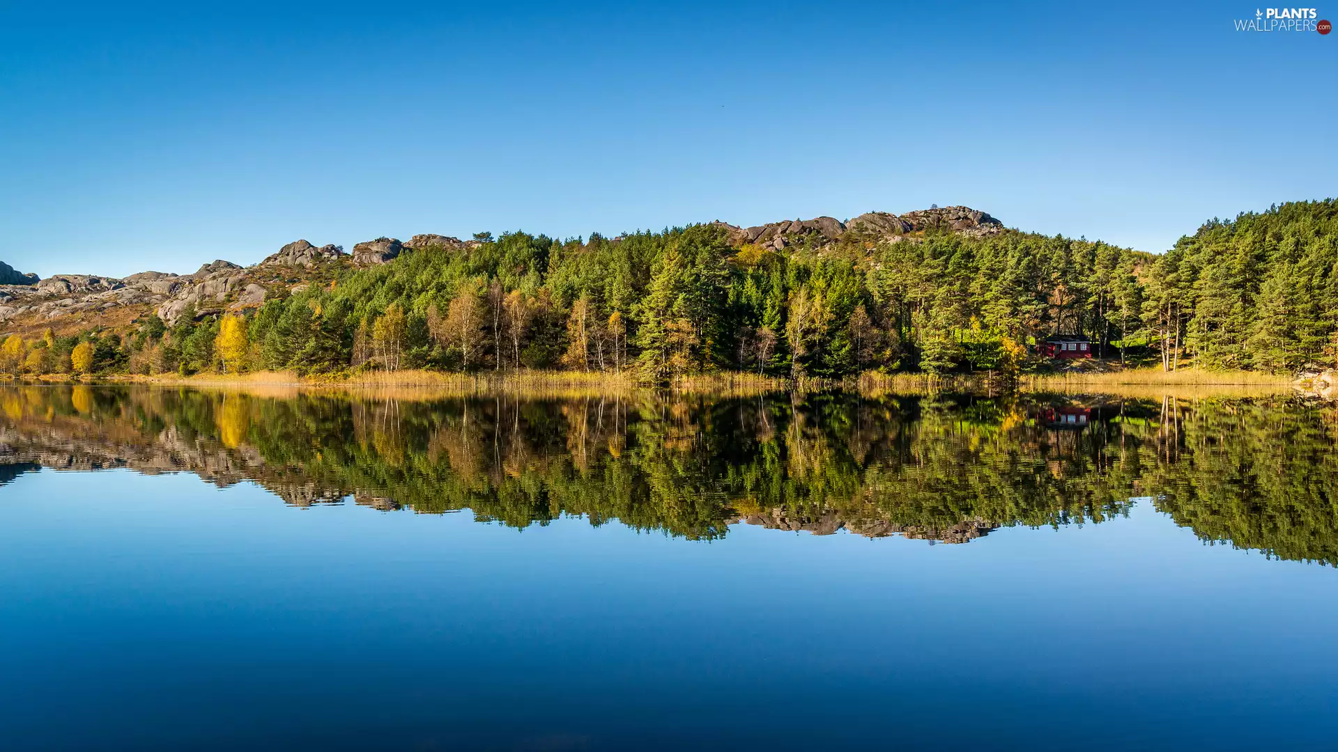 trees, lake, forest, reflection, viewes, house