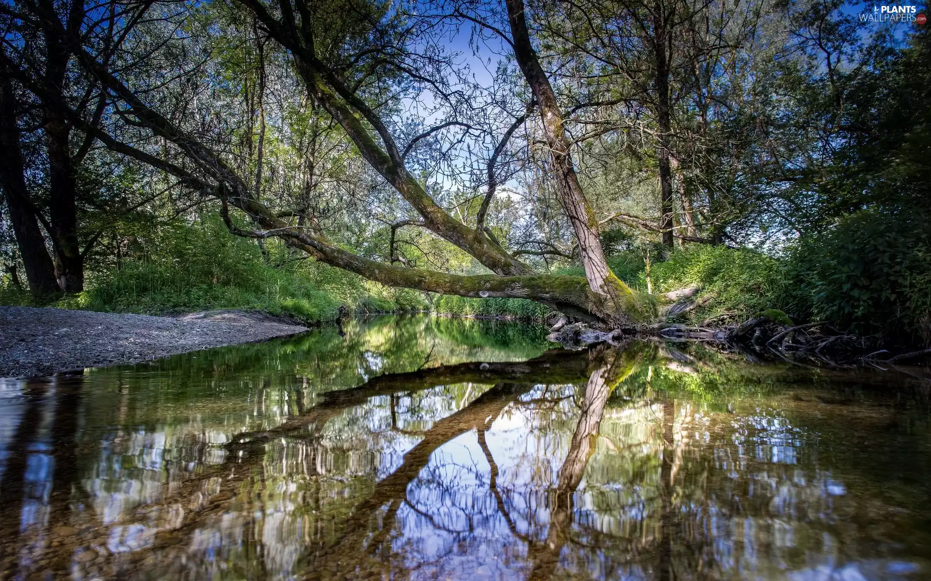 viewes, reflection, inclined, trees, River