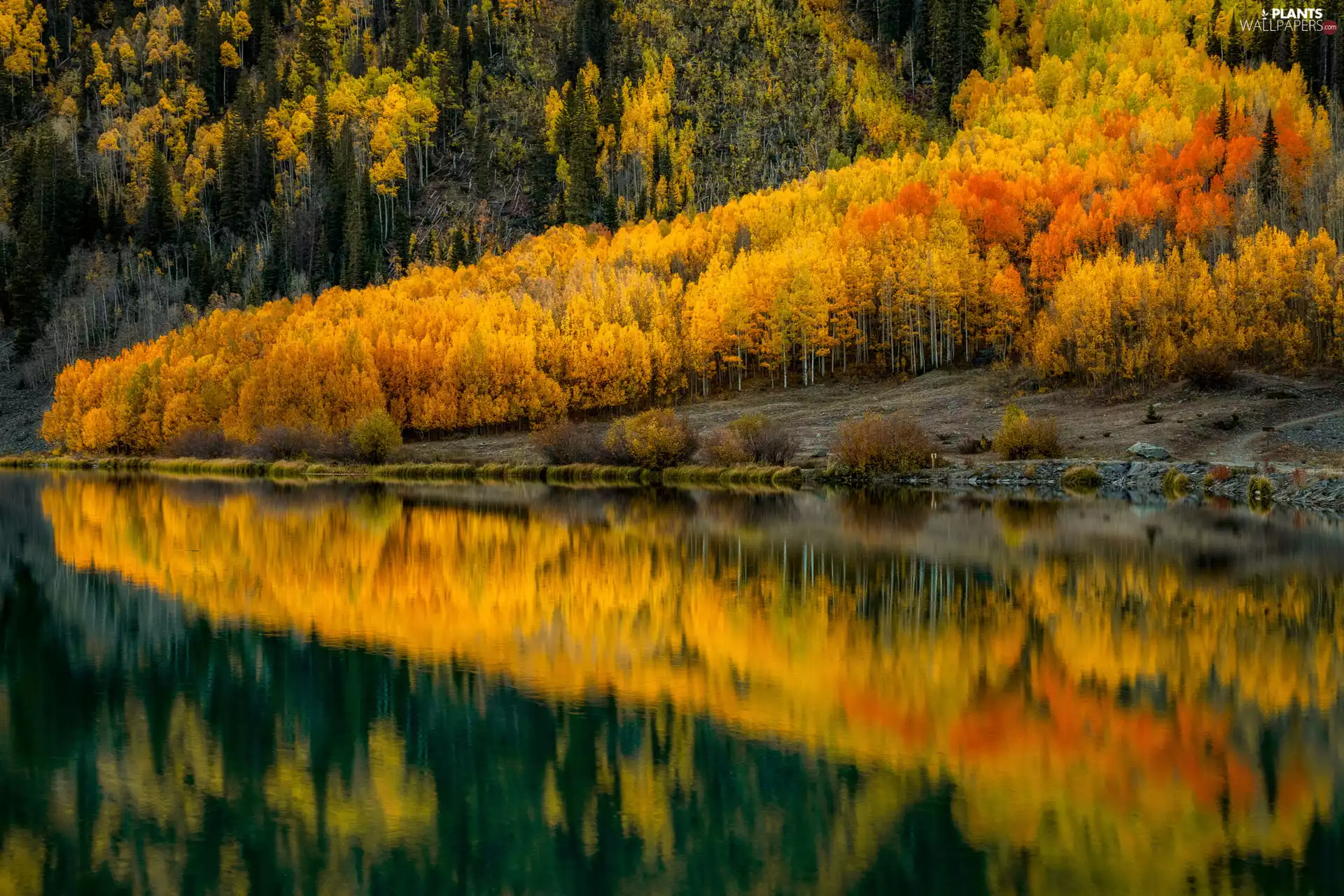 trees, autumn, lake, Reflection Lake, viewes, Yellowed