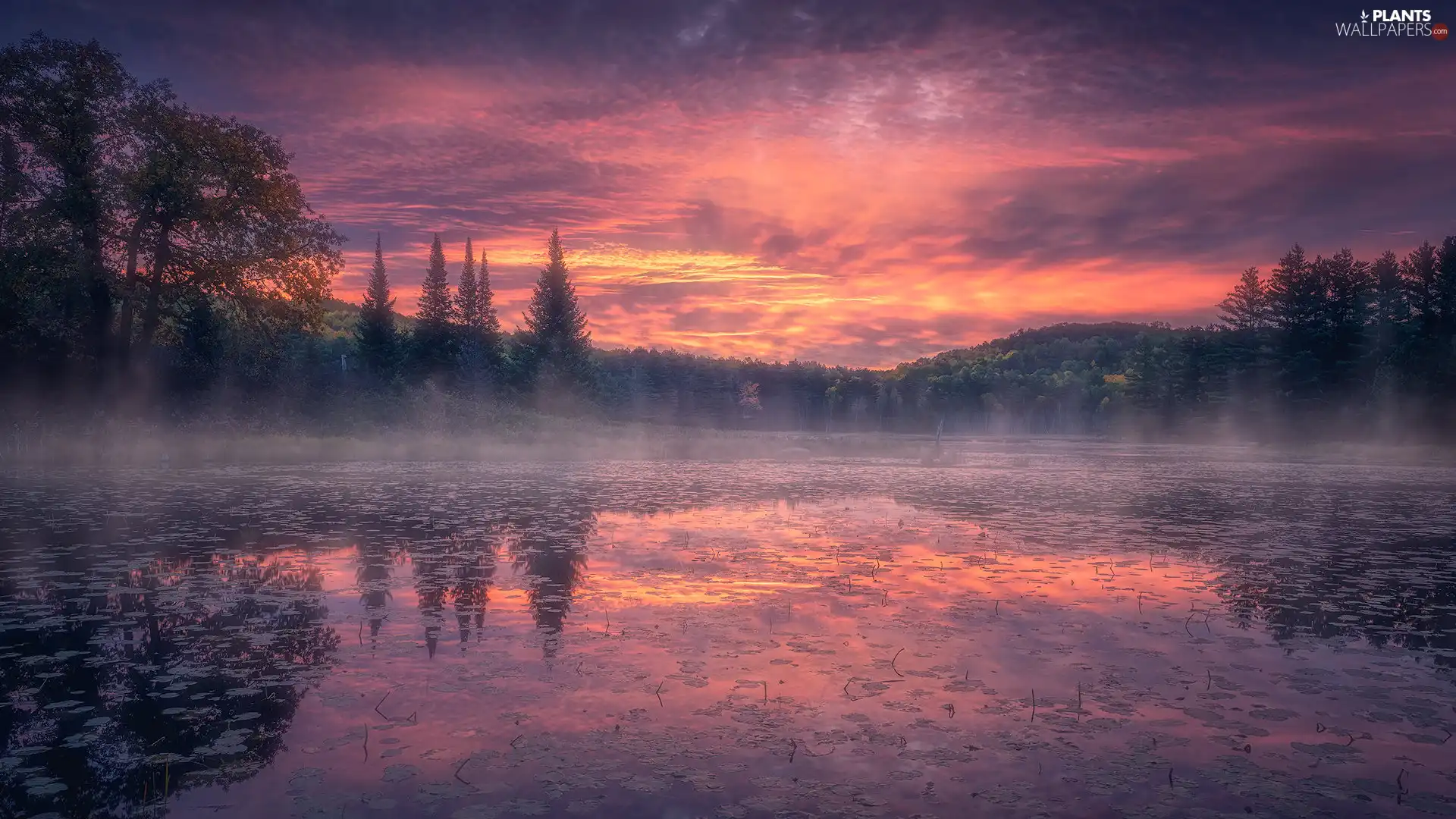 trees, Sunrise, Fog, reflection, viewes, lake