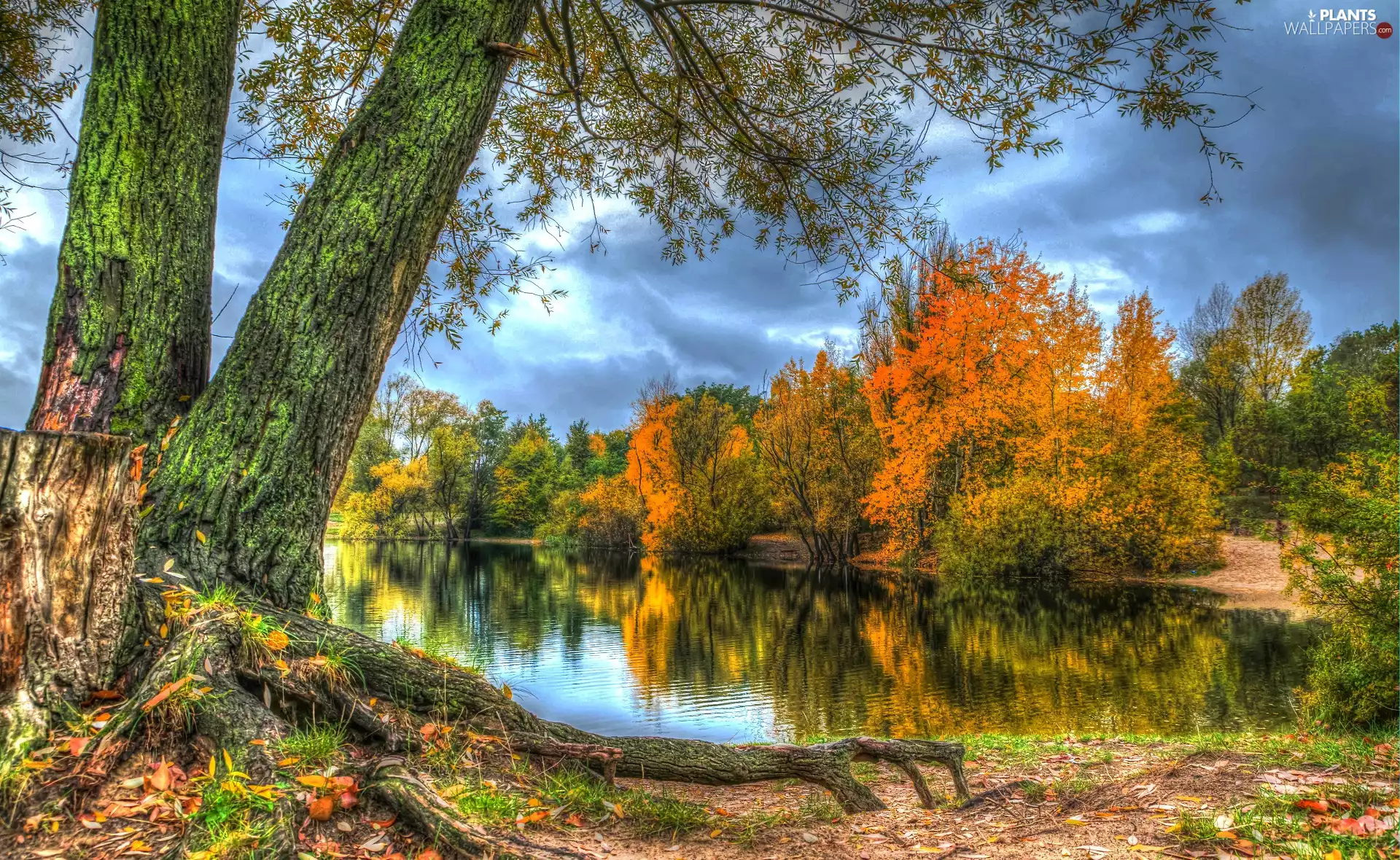 viewes, reflection, lake, trees, HDR