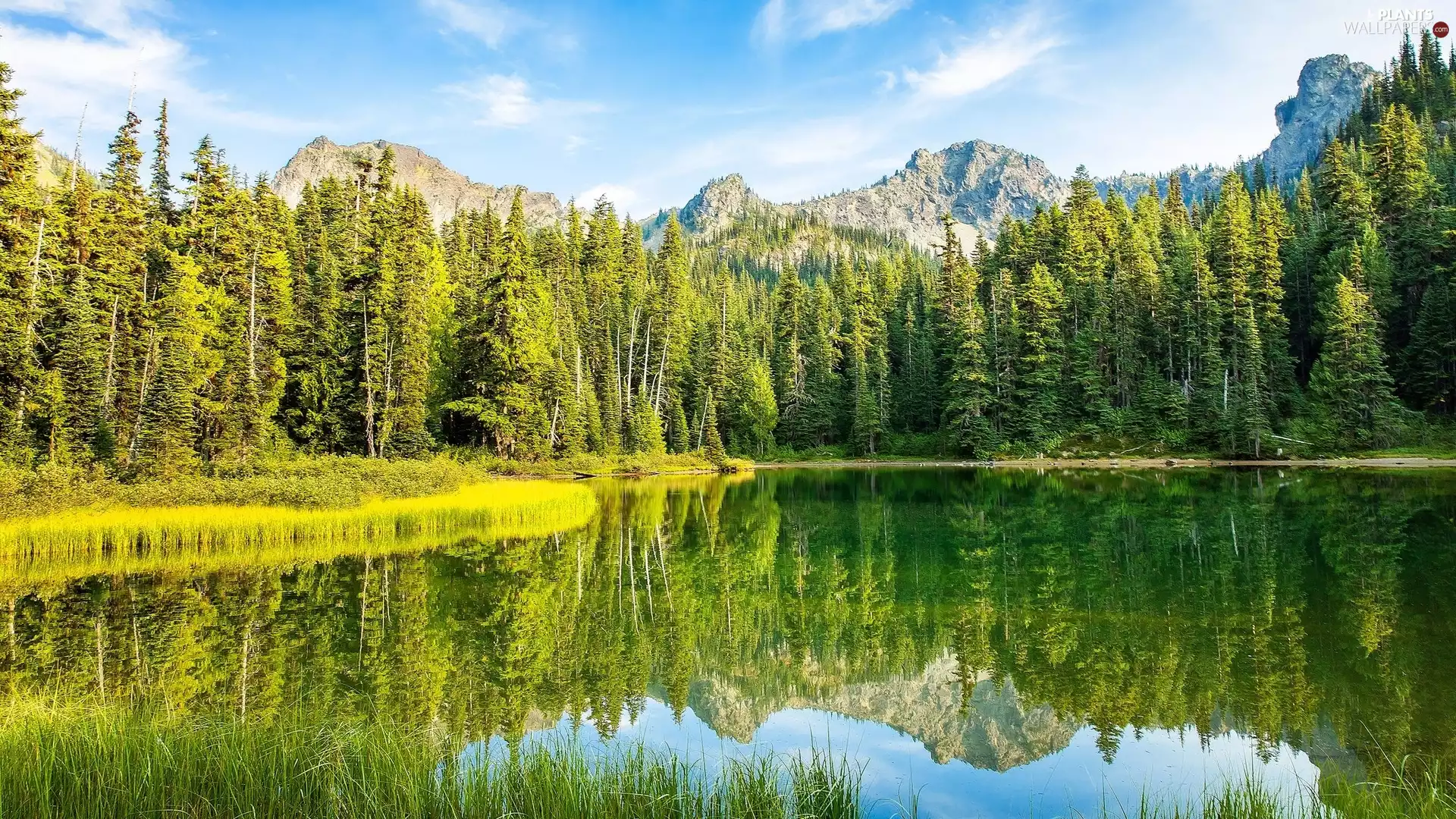 trees, Mountains, lake, Reflection Lake, viewes, peaks