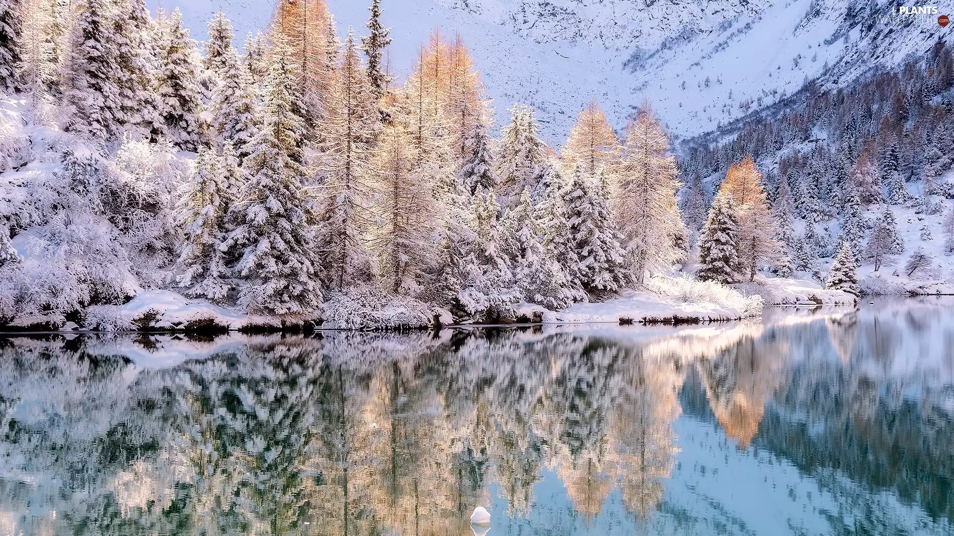 Snowy, winter, viewes, reflection, trees, lake