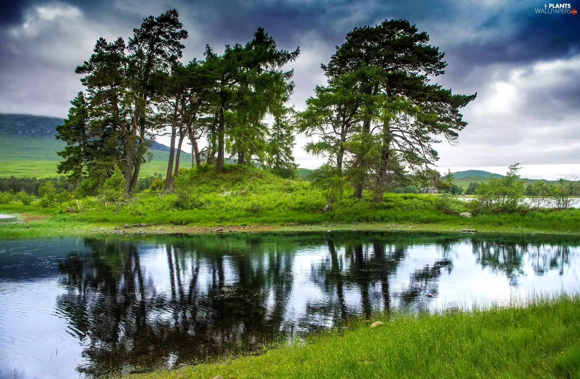 viewes, reflection, Meadow, trees, River