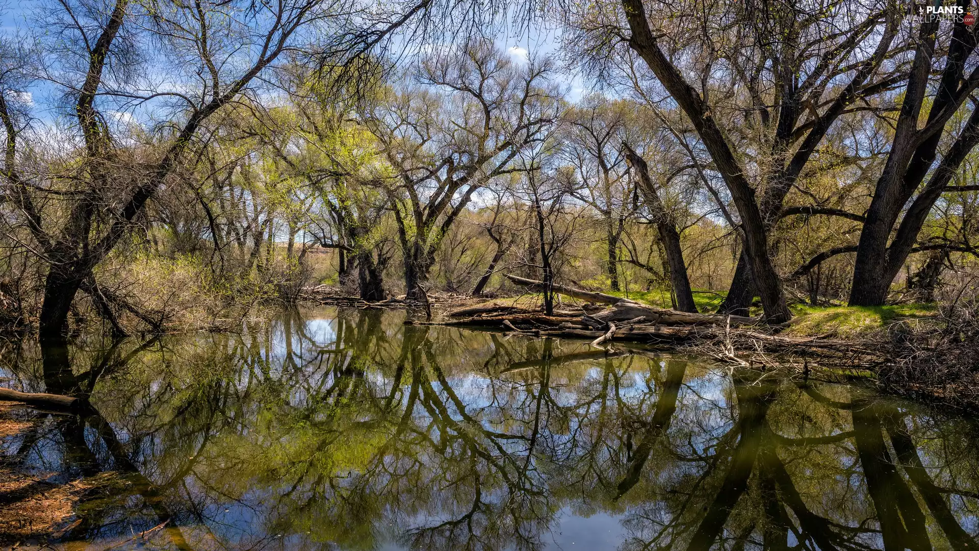 viewes, reflection, Meltdown, trees, Spring