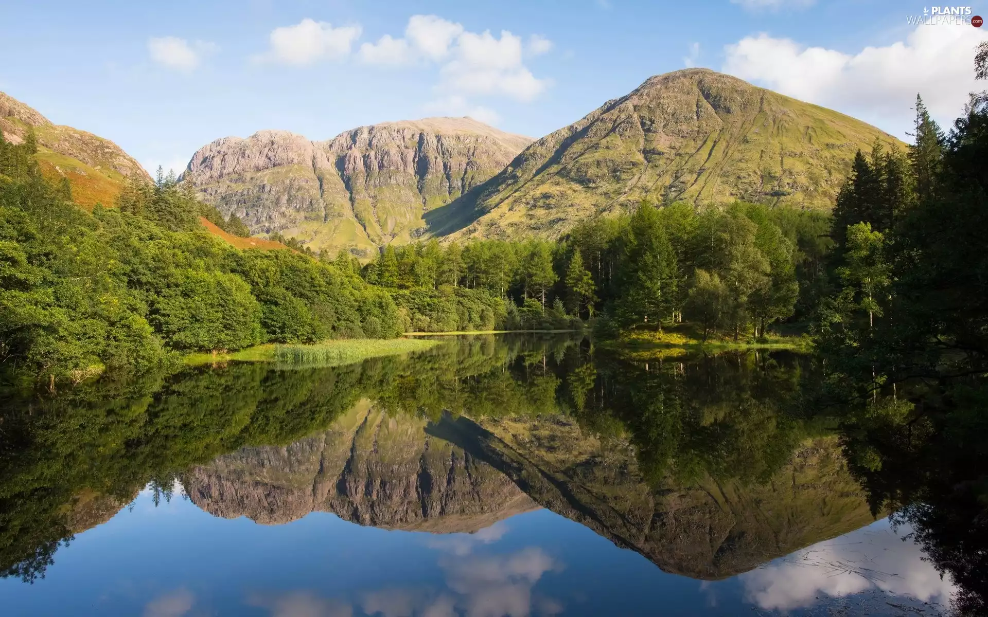 trees, lake, forest, reflection, viewes, Mountains