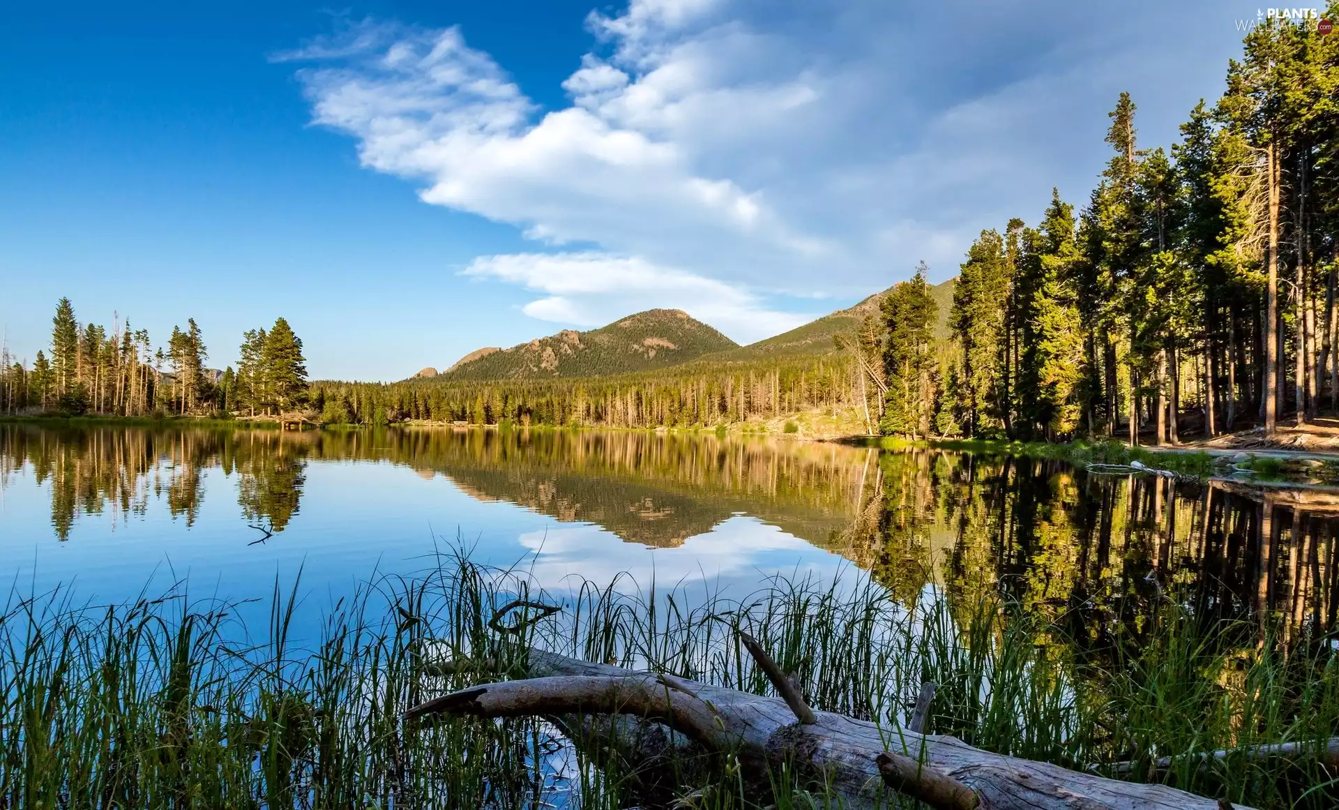 trees, River, grass, reflection, viewes, Mountains