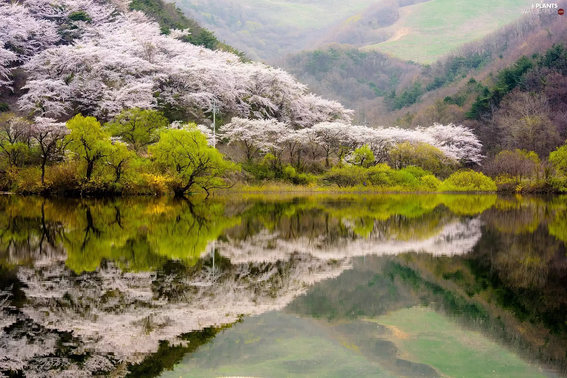 viewes, reflection, Mountains, trees, lake