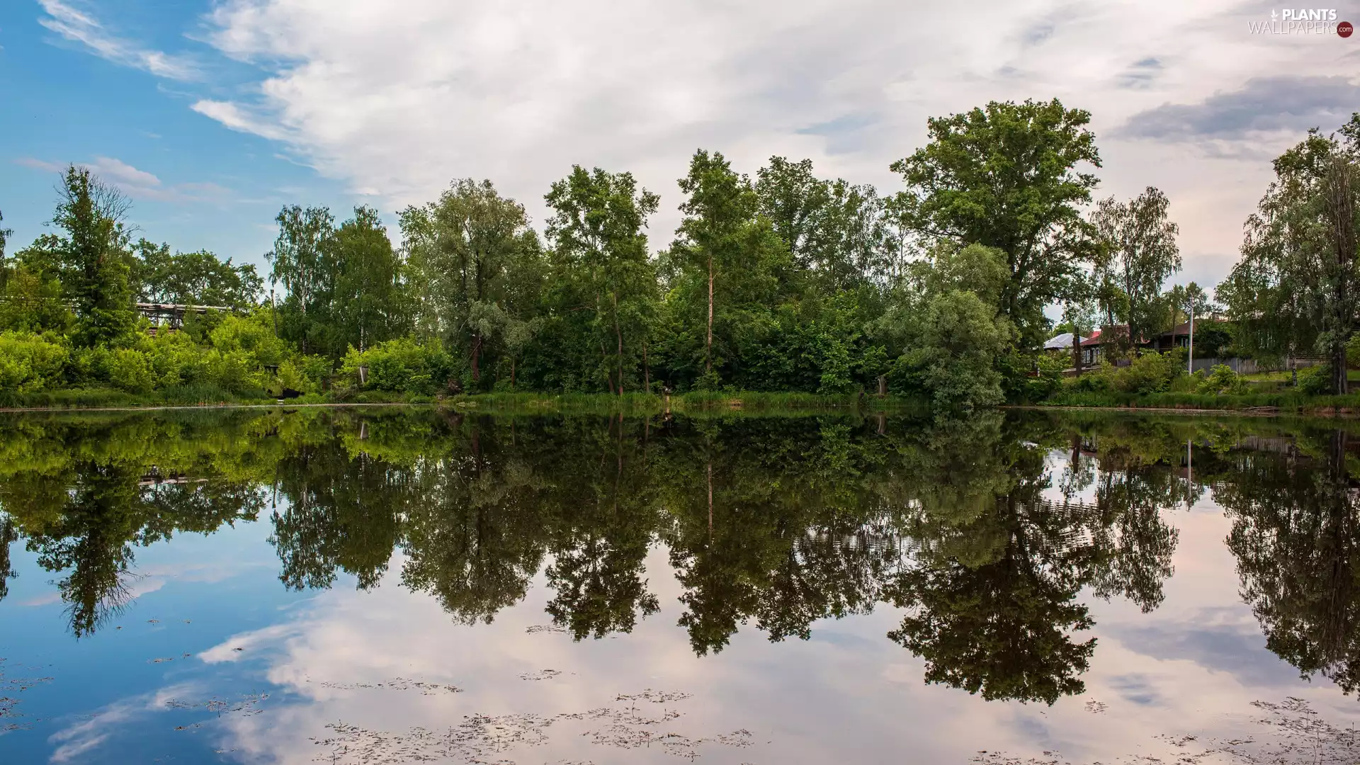 trees, reflection, Pond - car, viewes