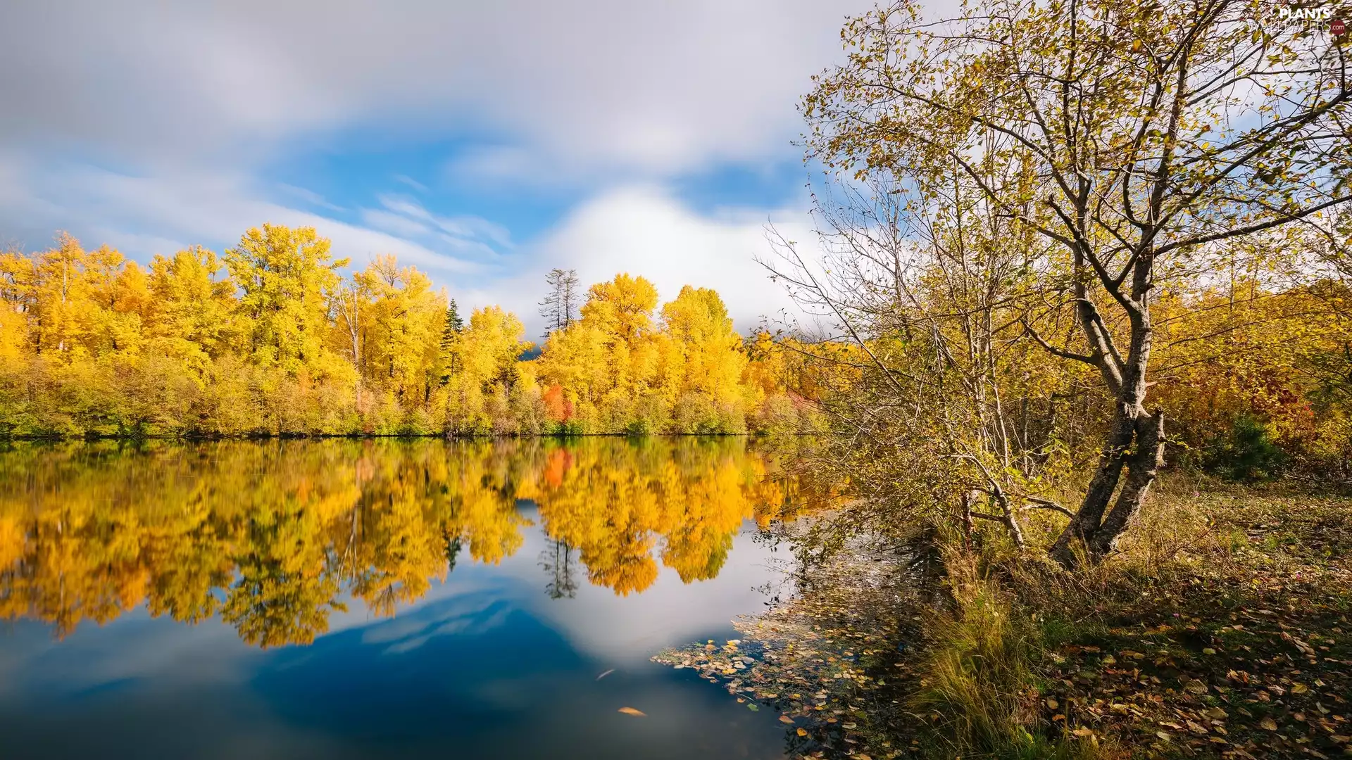 viewes, reflection, River, trees, autumn