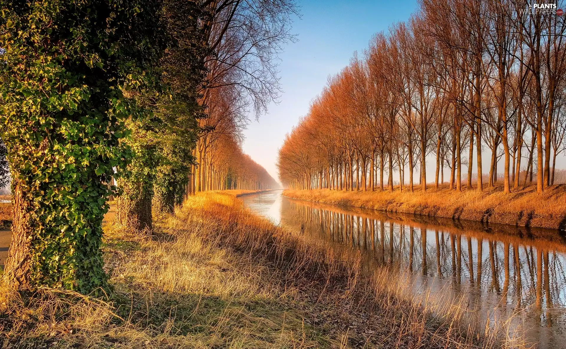 viewes, reflection, River, trees, autumn