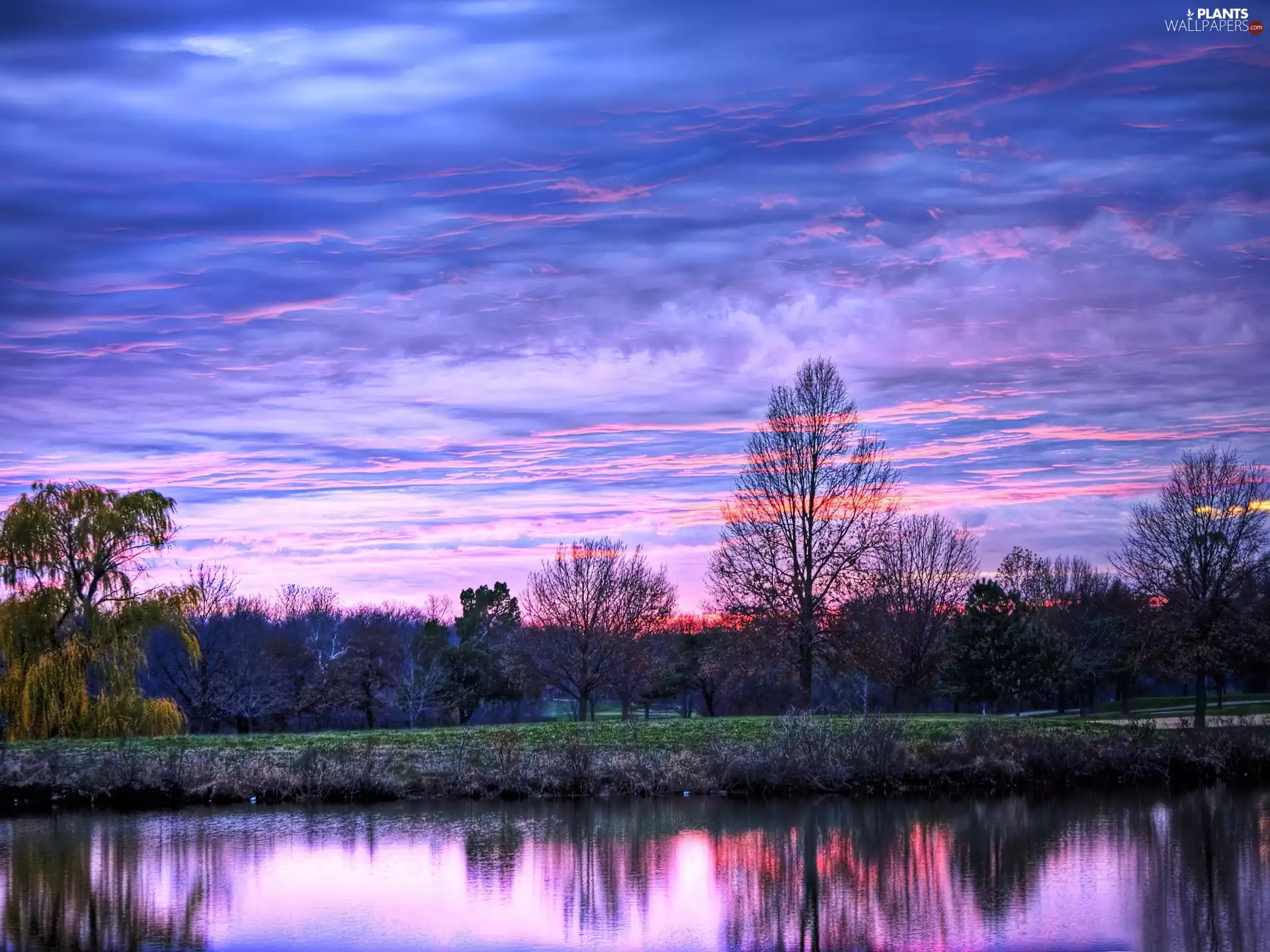 trees, dawn, clouds, reflection, viewes, River