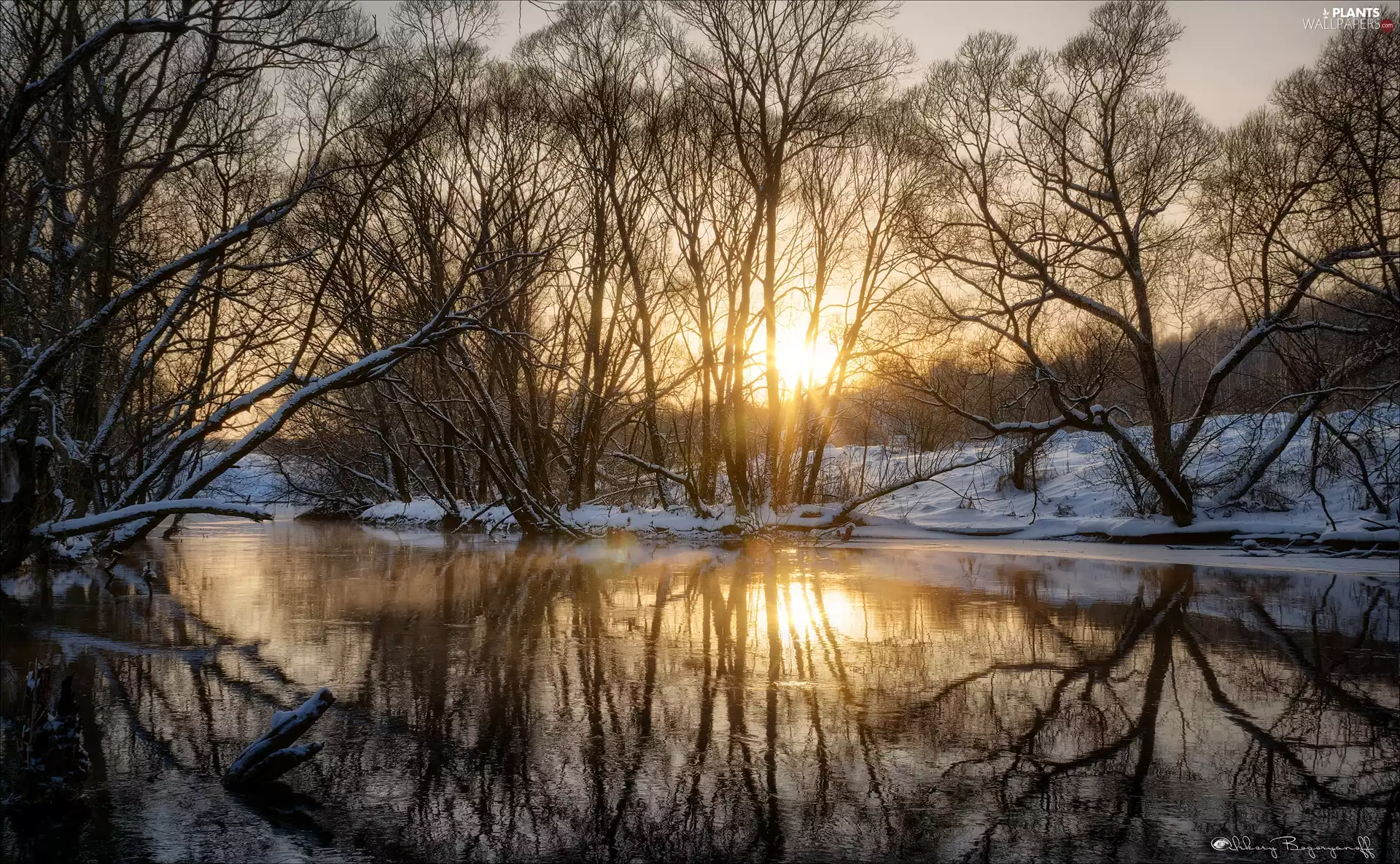 trees, winter, sun, reflection, viewes, River