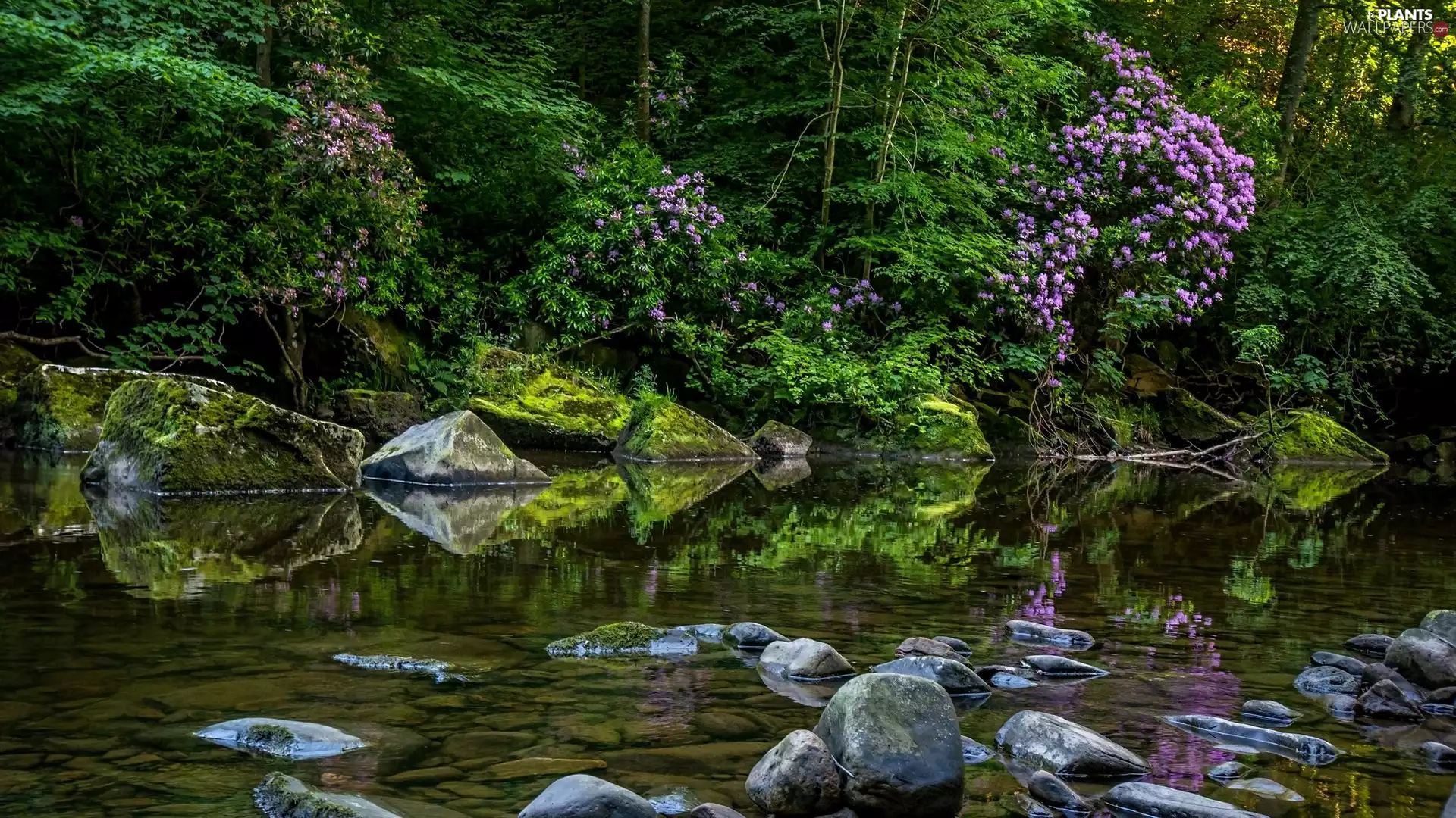 trees, River, Rhododendron, reflection, viewes, Stones