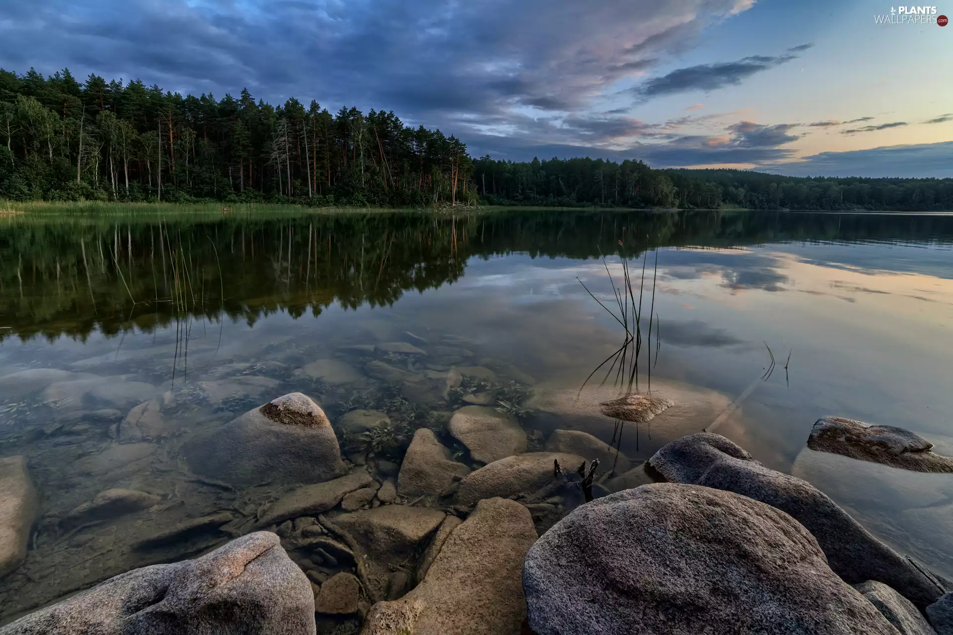 forest, lake, viewes, reflection, trees, Stones