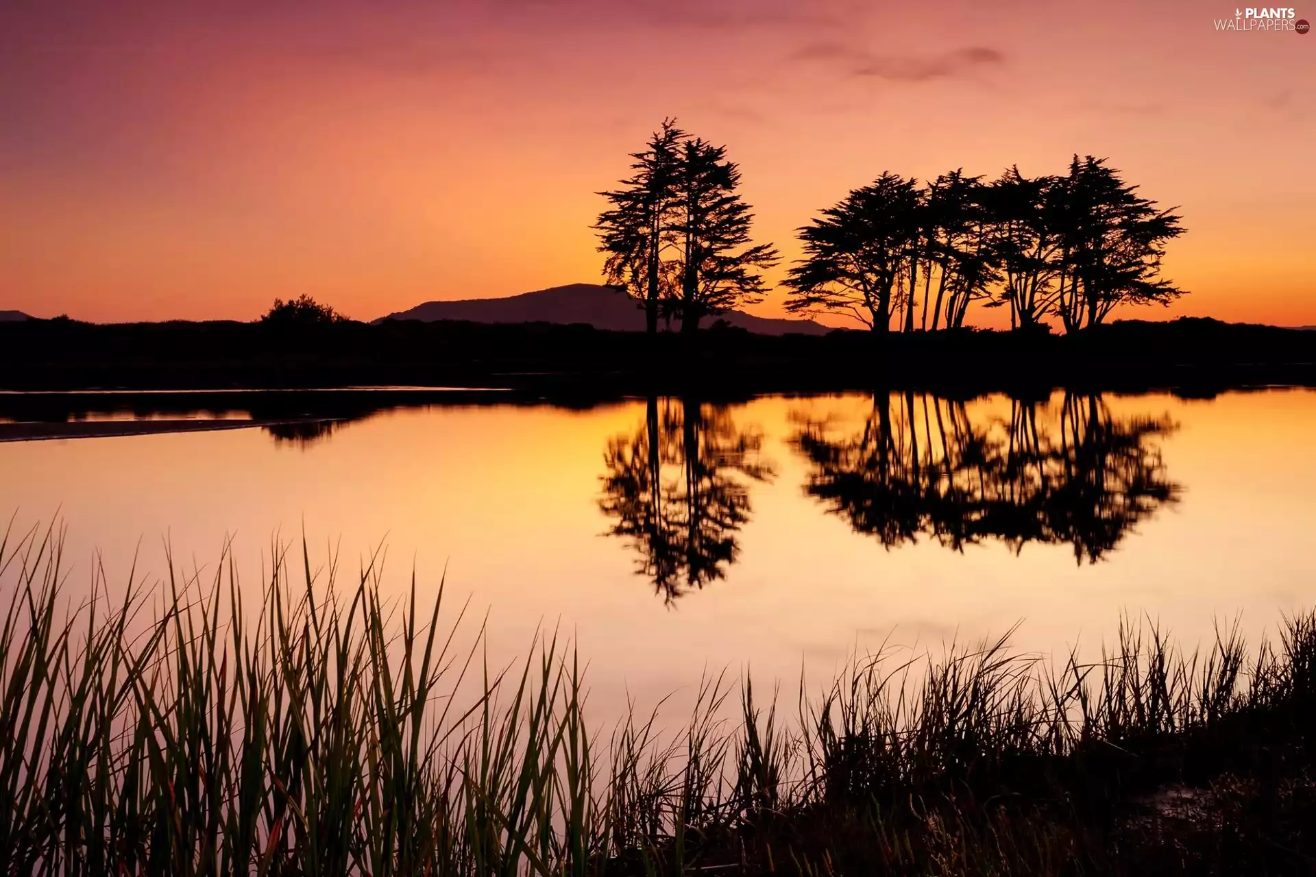 lake, west, viewes, reflection, trees, sun