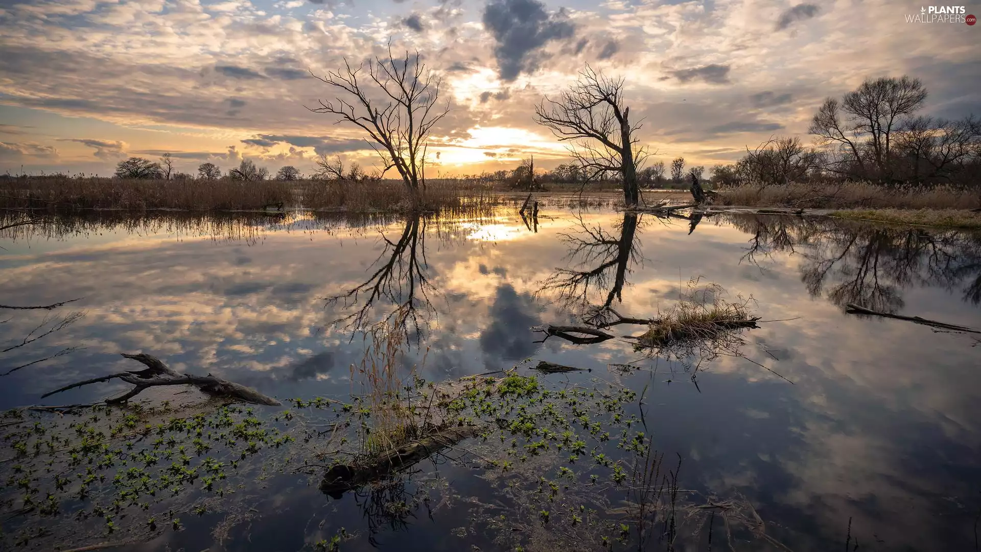 trees, lake, Plants, reflection, viewes, Sunrise
