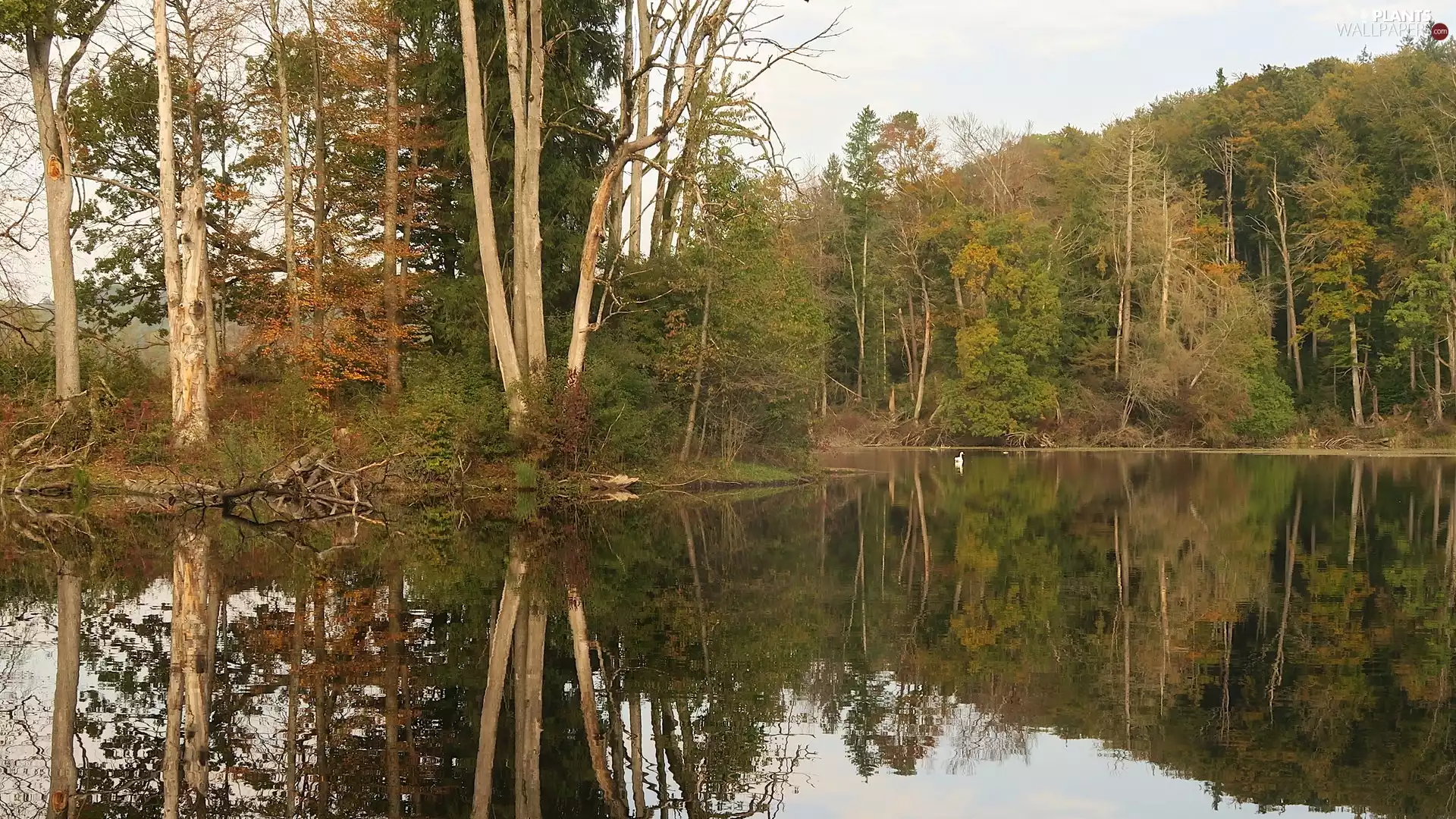 viewes, forest, autumn, reflection, lake, trees