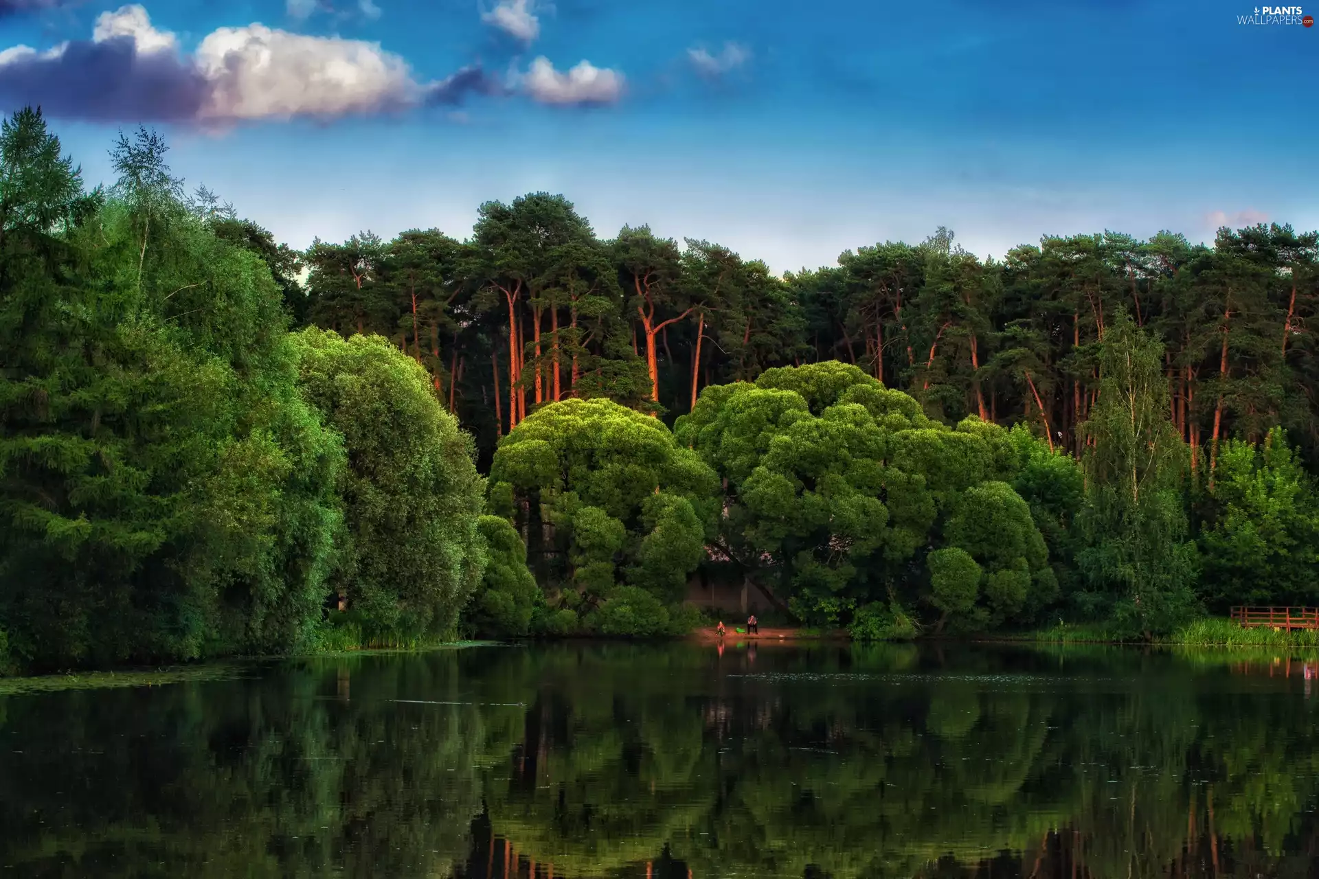 lake, reflection, trees, viewes, forest