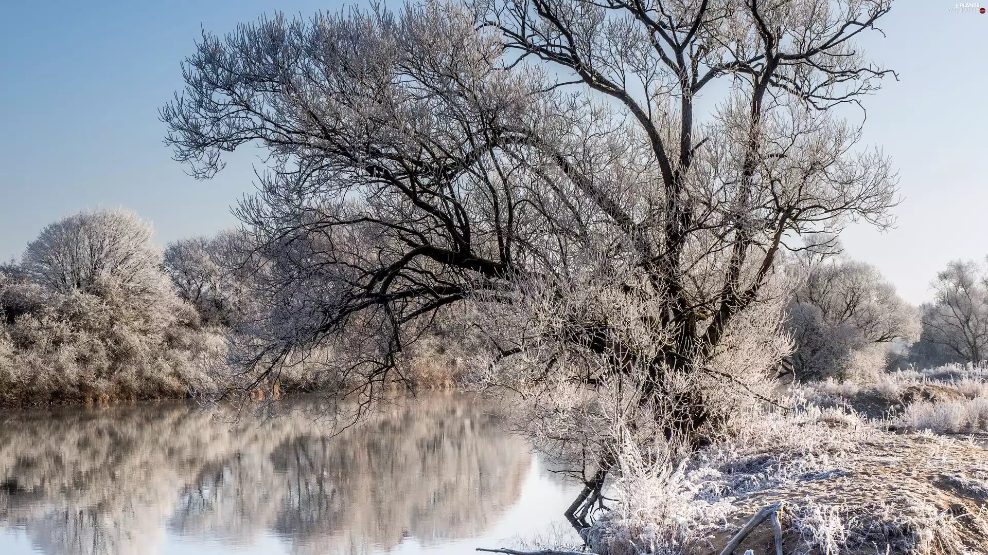 lake, reflection, trees, viewes, frosty